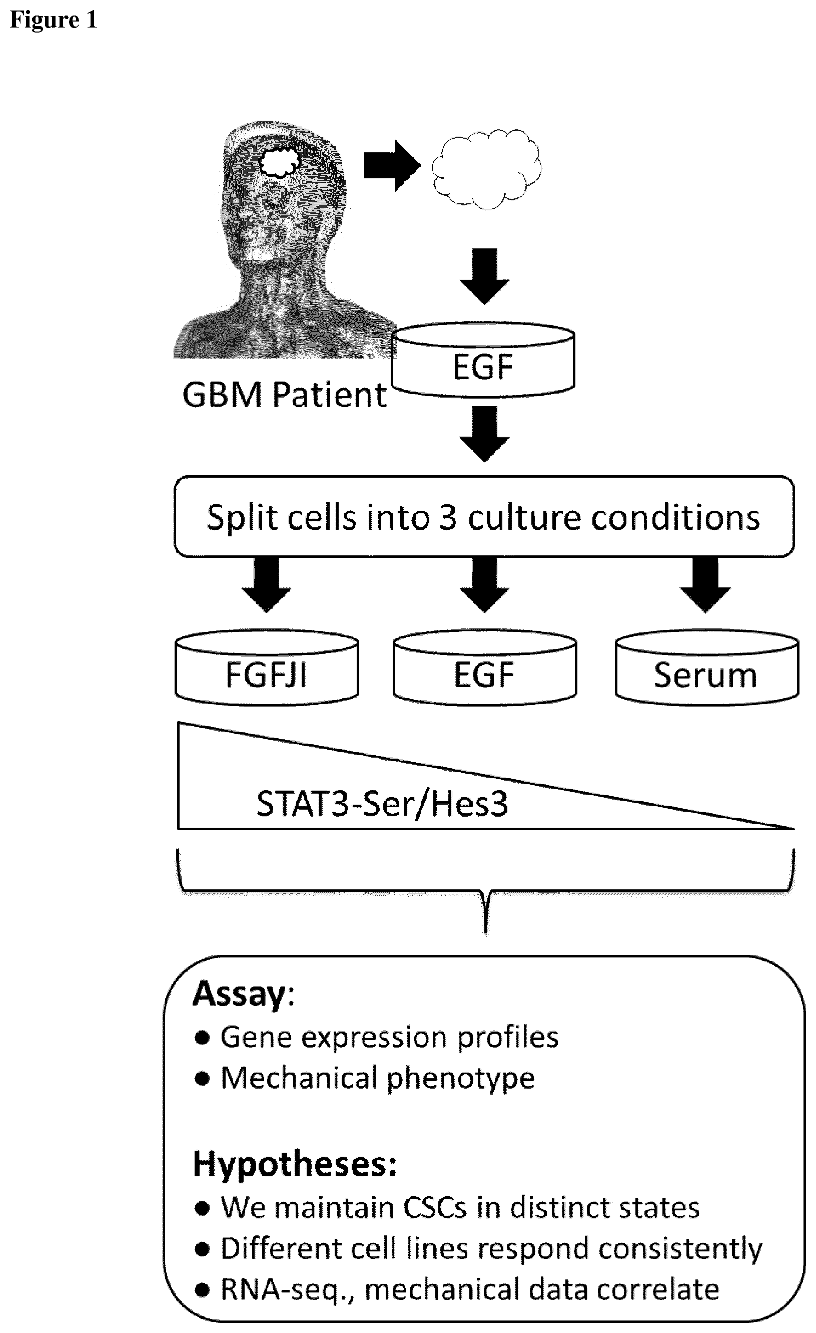 Patent US12590963 Figure 1 – Anti-cancer treatment of preselected subjects and screening methods to identify susceptible subjects