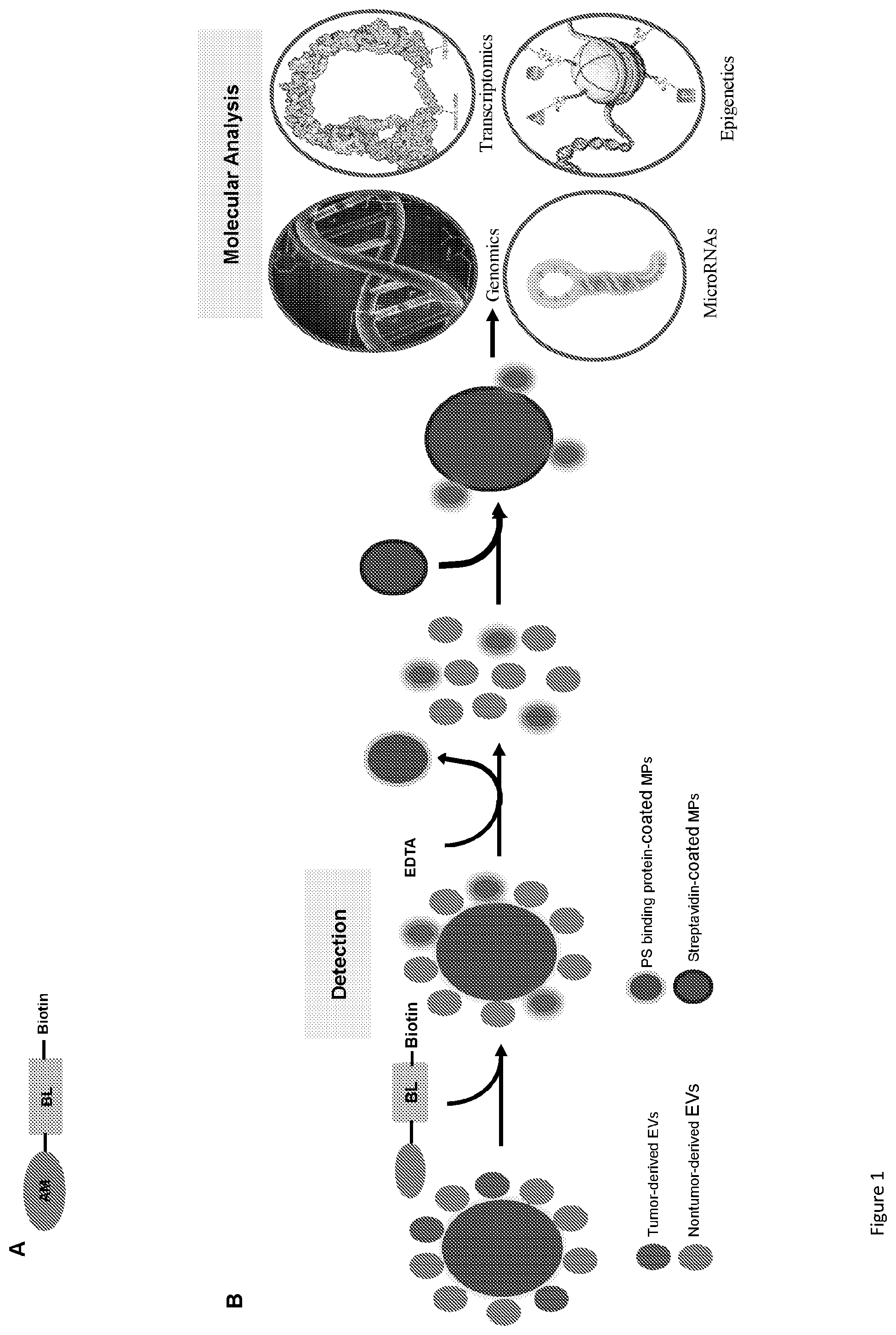 Patent US12590964 Figure 1 – Materials and methods for extracellular vesicle detection