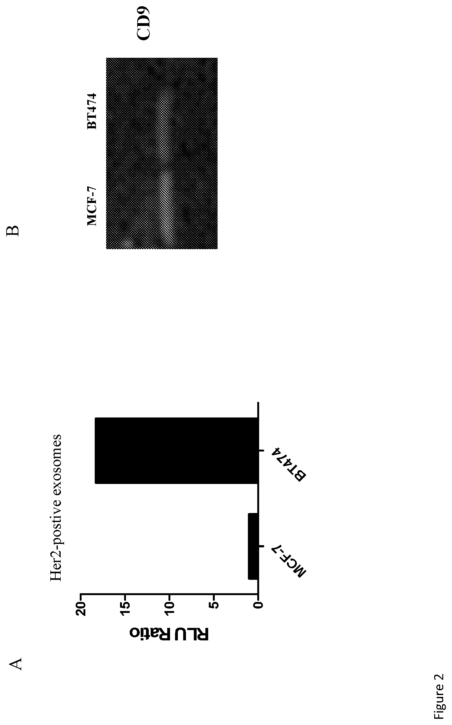 Patent US12590964 Figure 2 – Materials and methods for extracellular vesicle detection