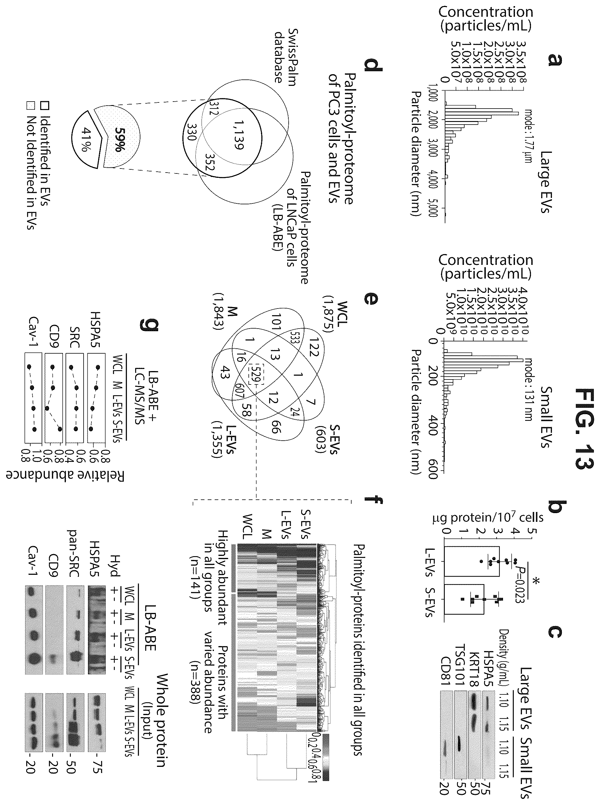 Patent US12590965 Figure 20 – Palmitoyl protein biomarkers in purified extracellular vesicles for early identification of clinically significant prostate cancer