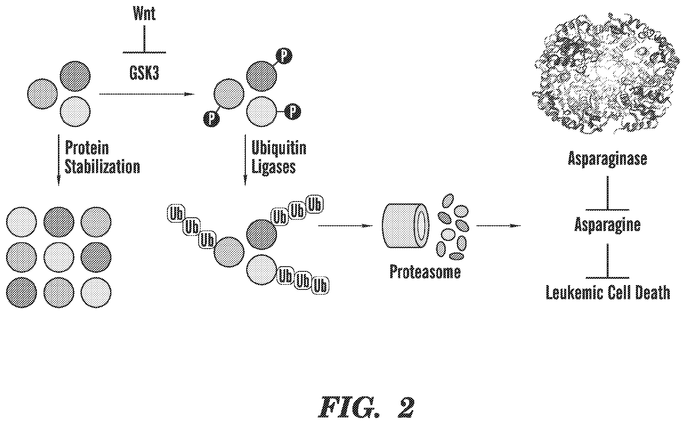 Patent US12590966 Figure 2 – Method for treating cancer