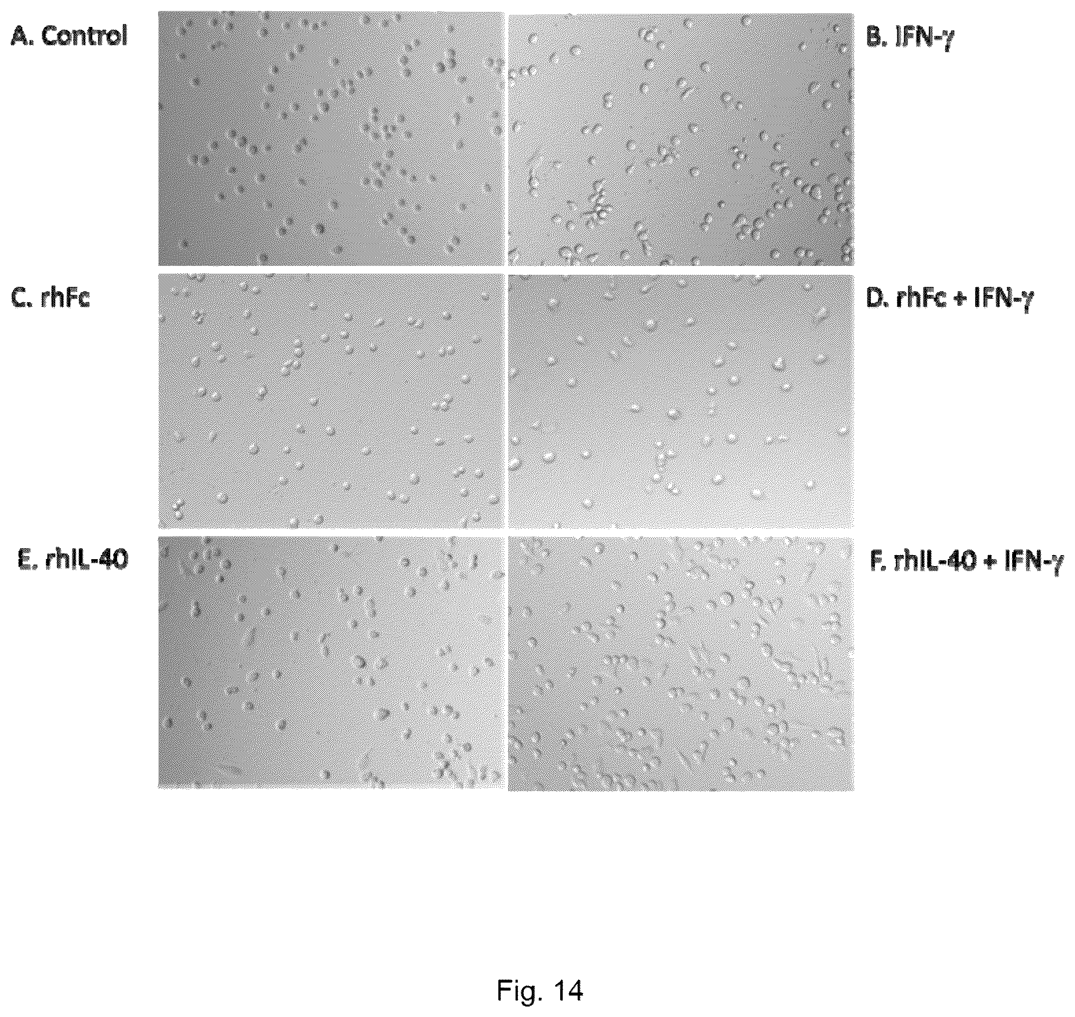 Patent US12590973 Figure 8 – Uses of IL-40 and methods for detecting IL-40 activity
