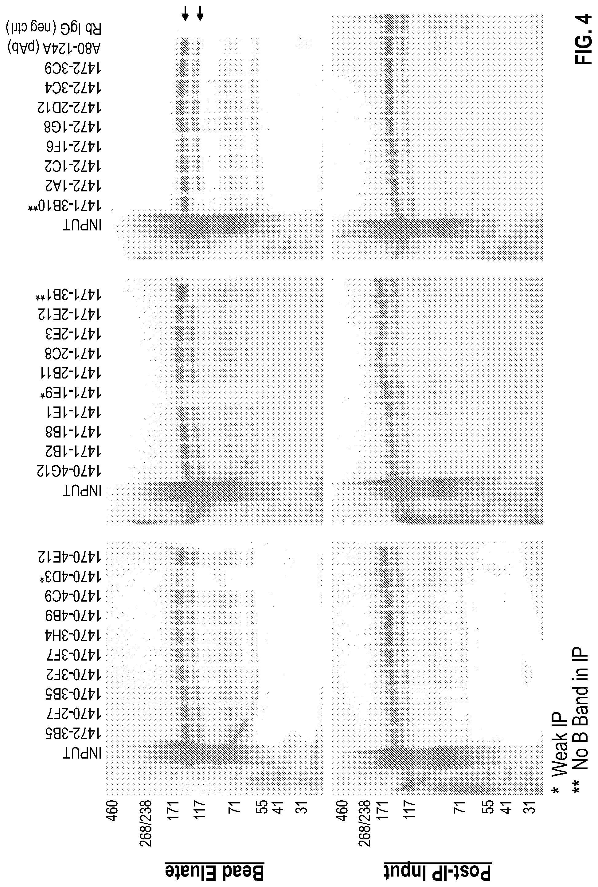 Patent US12590977 Figure 4 – Anti-ceruloplasmin antibodies and uses thereof