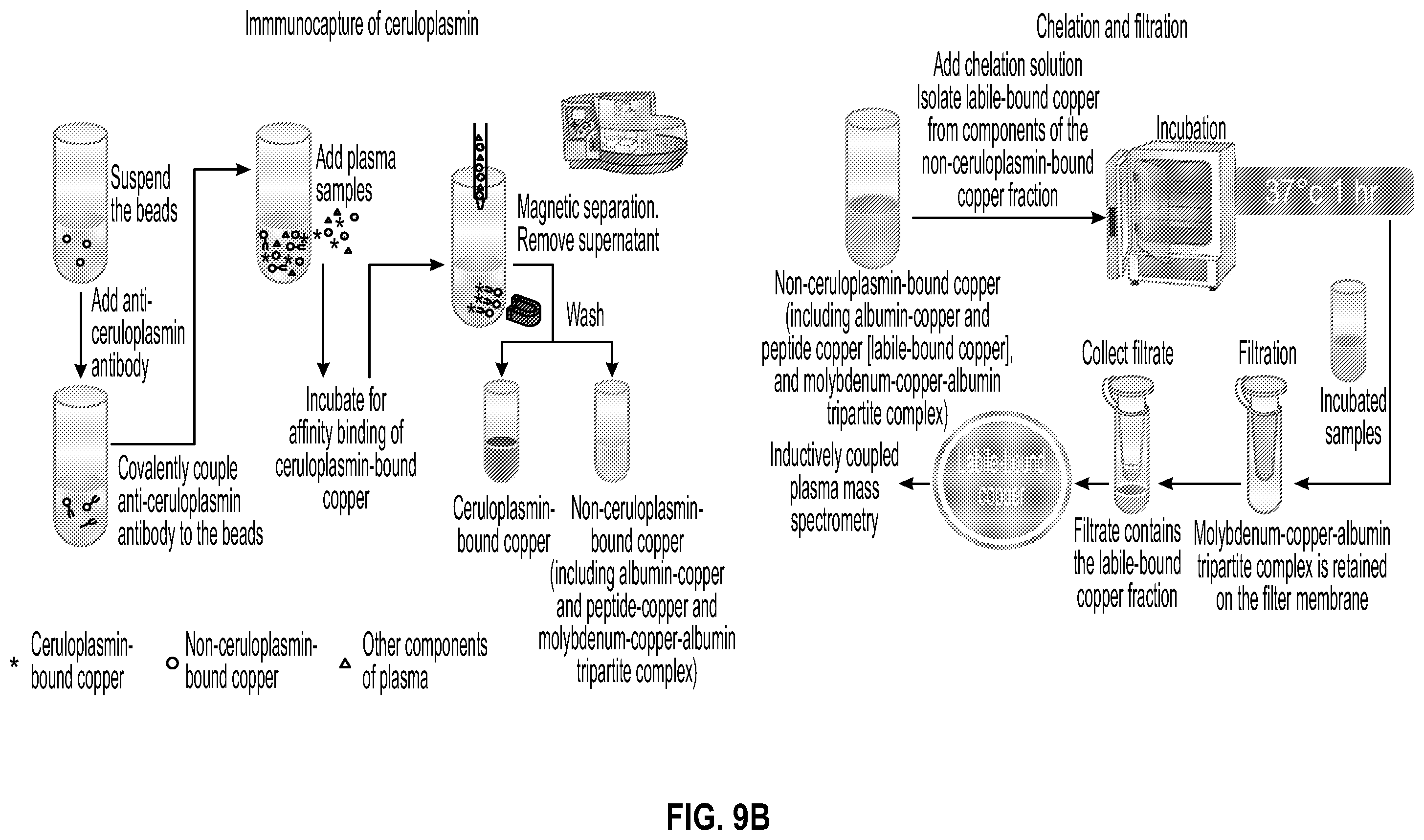 Patent US12590977 Figure 11 – Anti-ceruloplasmin antibodies and uses thereof
