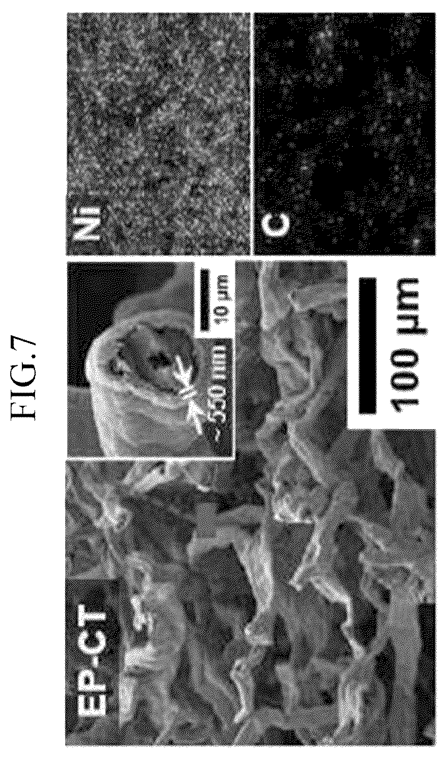 Patent US12592375 Figure 9 – Lithium-sulfur battery cathode using fabric material, lithium-sulfur battery comprising same, and manufacturing method therefor