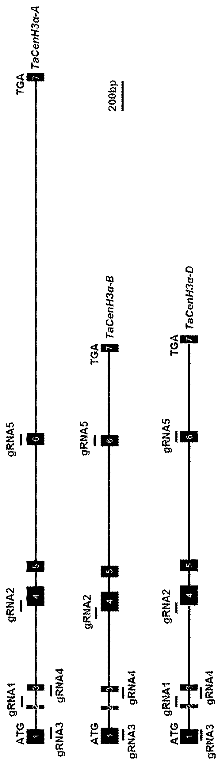 Patent US12599073 Figure 1 – Wheat CENH3 alleles