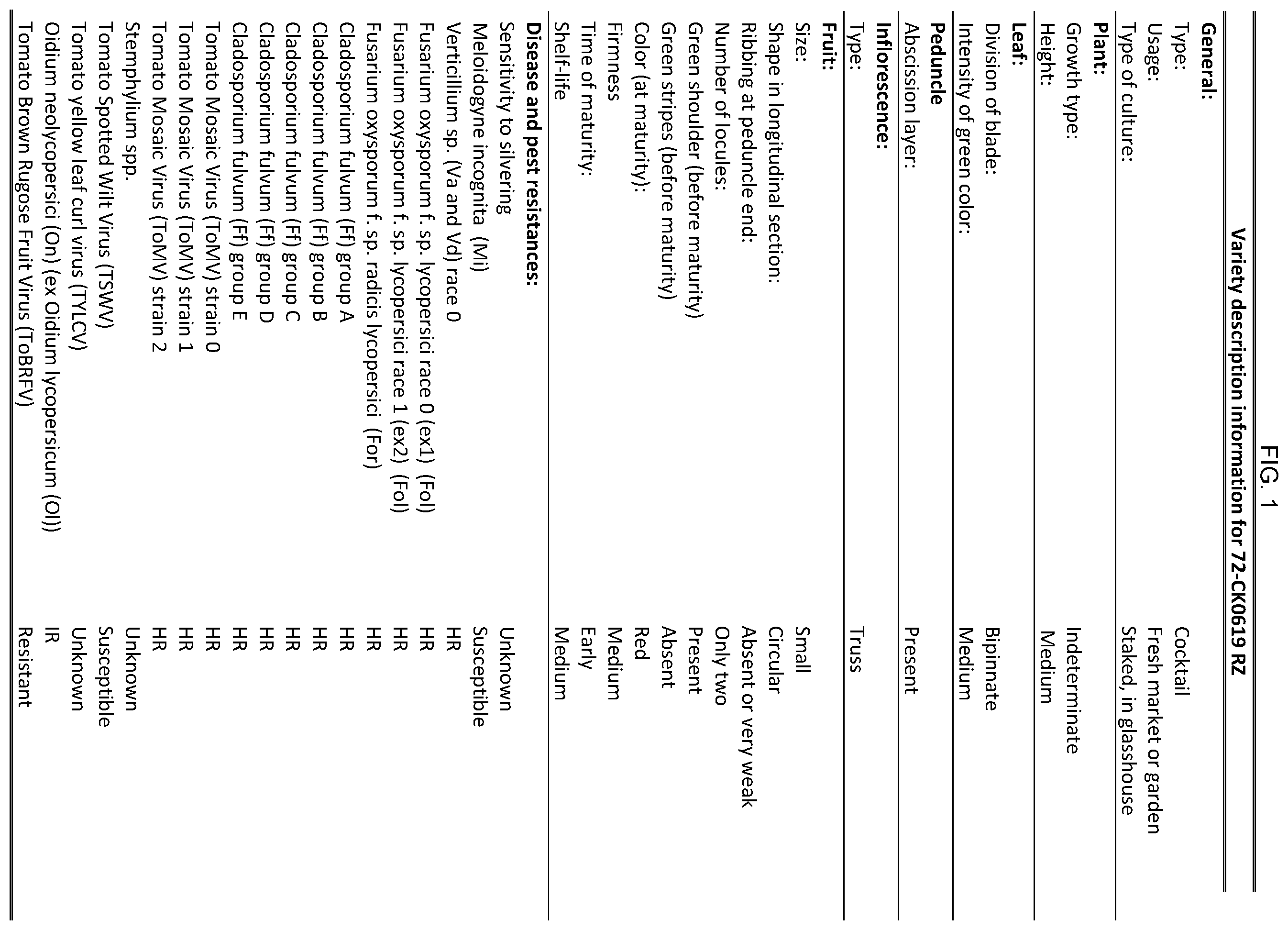 Patent US12599101 Figure 1 – Hybrid tomato variety 72-CK0619 RZ