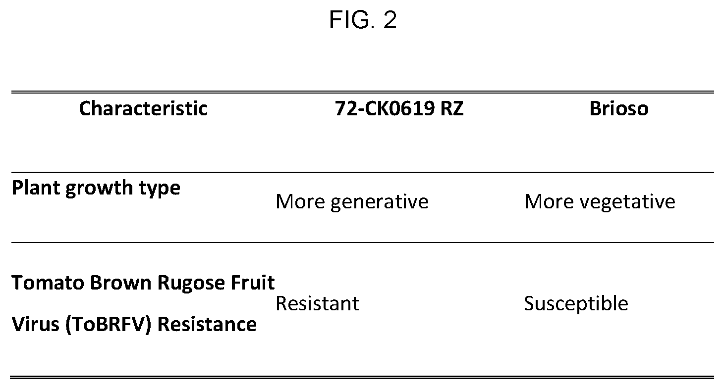 Patent US12599101 Figure 2 – Hybrid tomato variety 72-CK0619 RZ