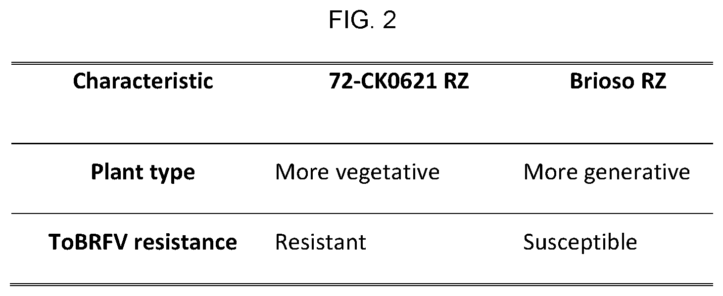 Patent US12599102 Figure 2 – Hybrid tomato variety 72-CK0621 RZ