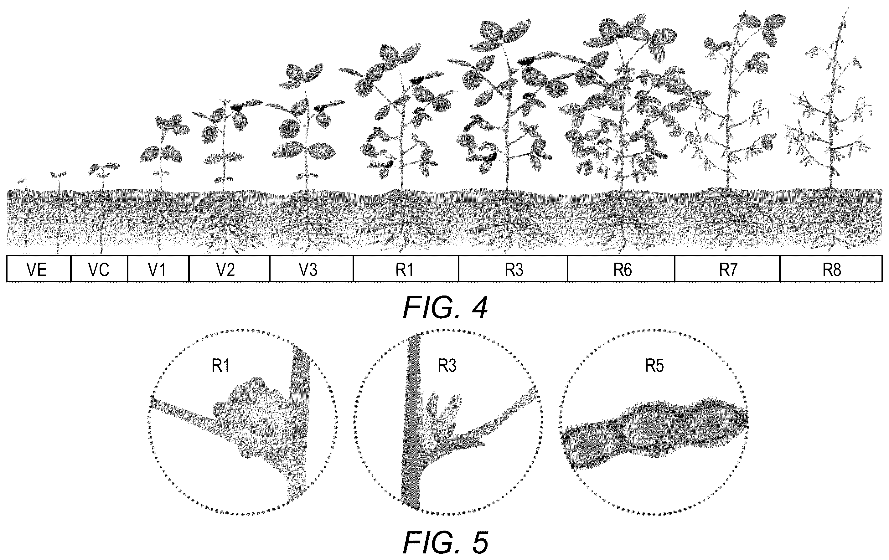 Patent US12599128 Figure 2 – Composition and method for improving agronomic traits of a plant