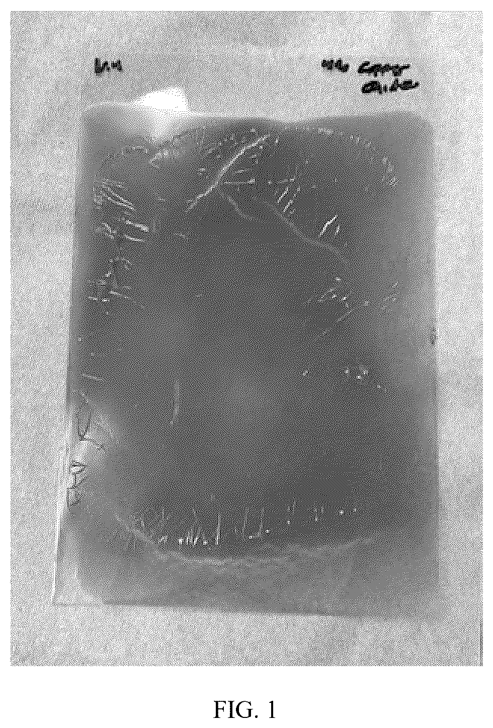 Patent US12599132 — Durable anti-fungal and algae resistant coatings — Figure 1