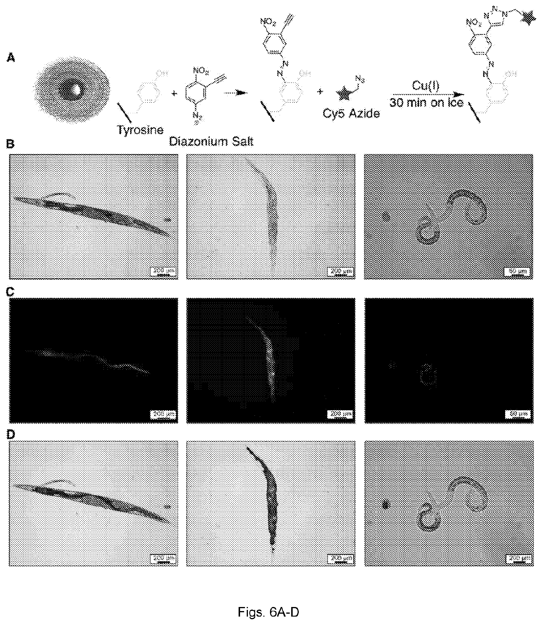 Patent US12599141 Figure 6 – Rod-shaped plant viral nanoparticles or virus-like particles for agricultural applications