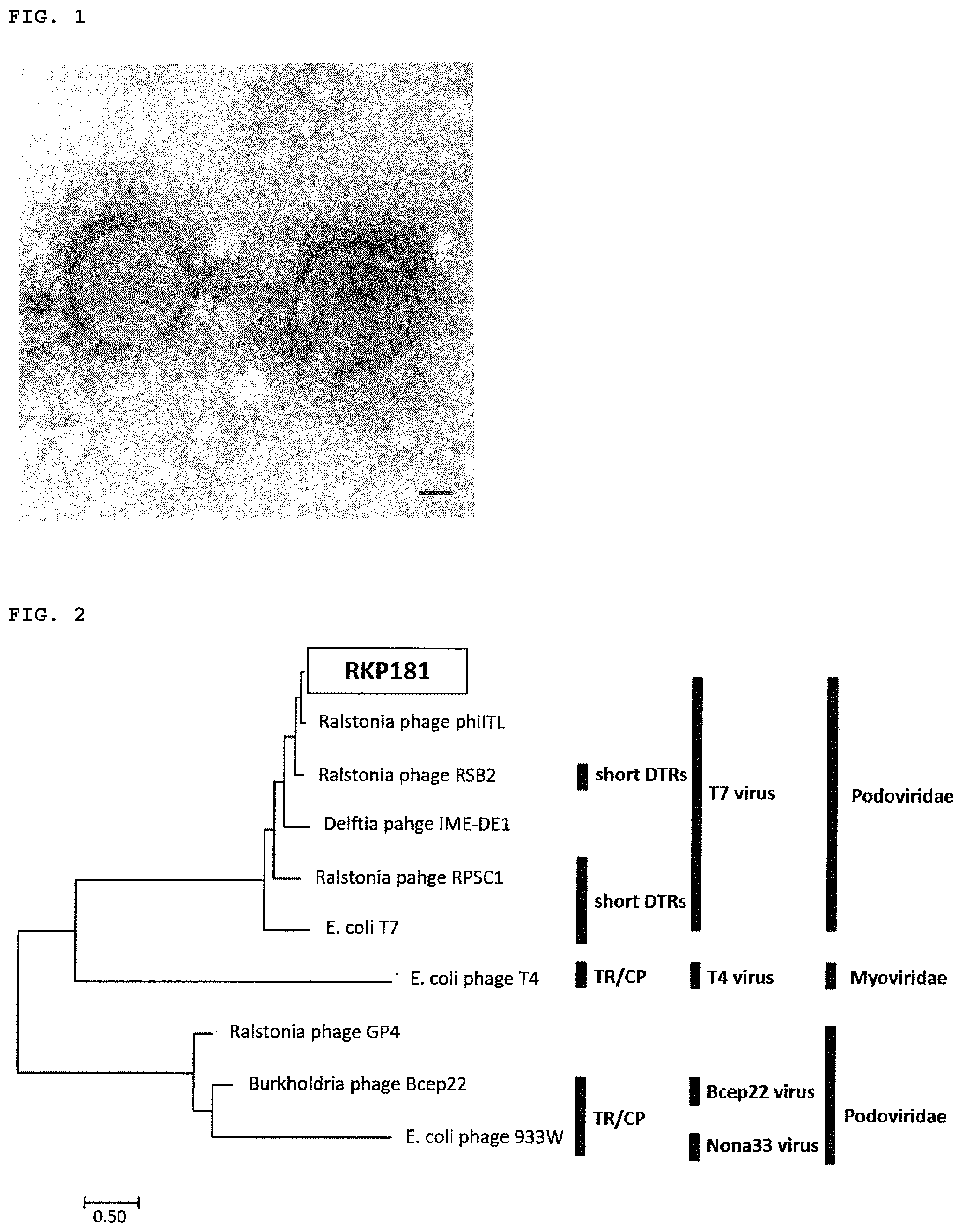 Patent US12599142 Figure 1 – Bacteriophage, bacterial wilt disease control agent, and bacterial wilt disease control method