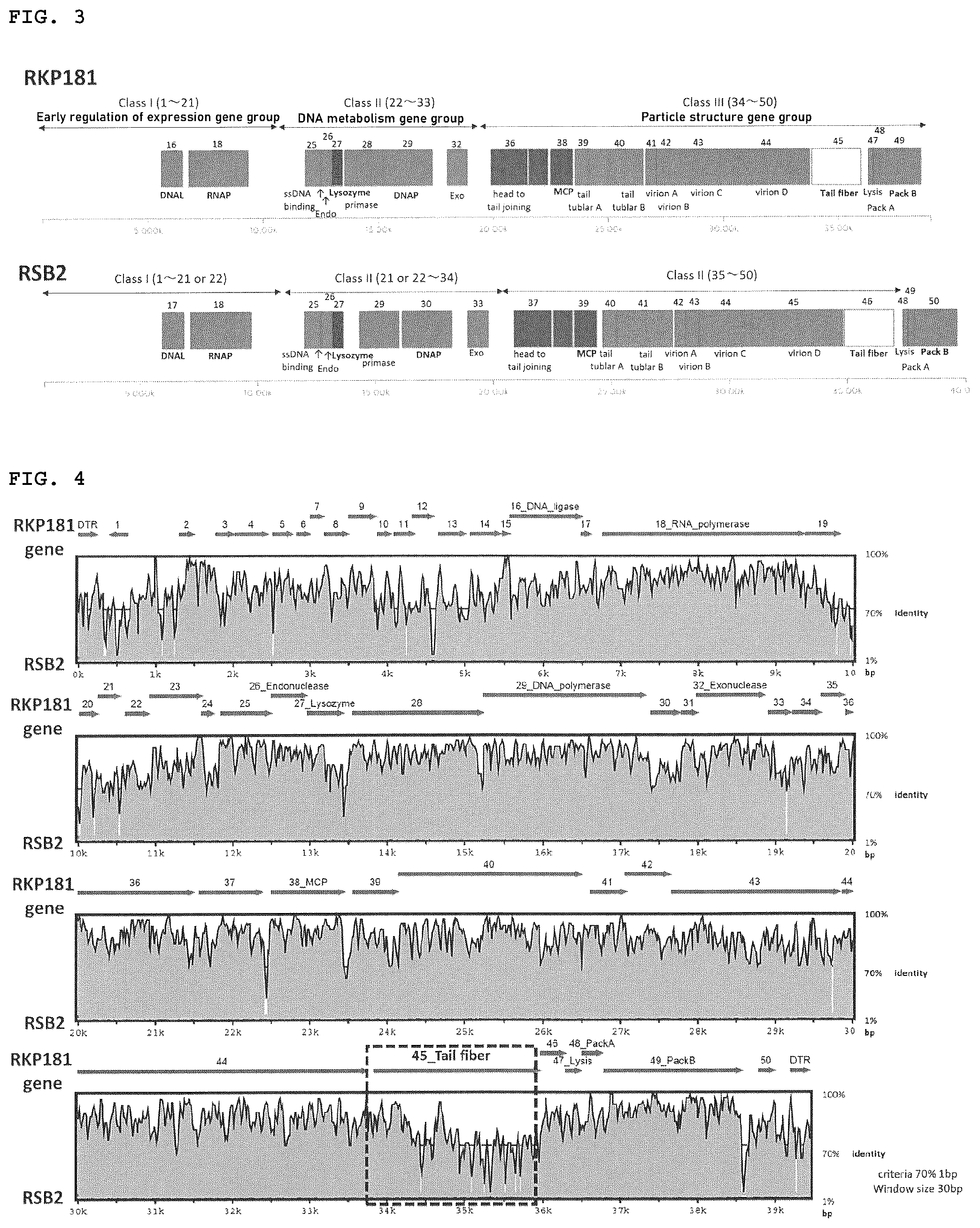 Patent US12599142 Figure 2 – Bacteriophage, bacterial wilt disease control agent, and bacterial wilt disease control method