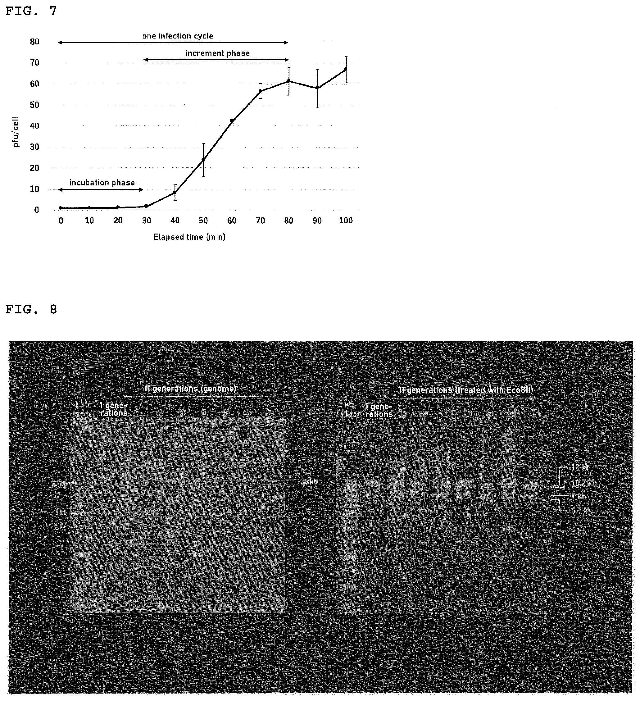 Patent US12599142 Figure 4 – Bacteriophage, bacterial wilt disease control agent, and bacterial wilt disease control method
