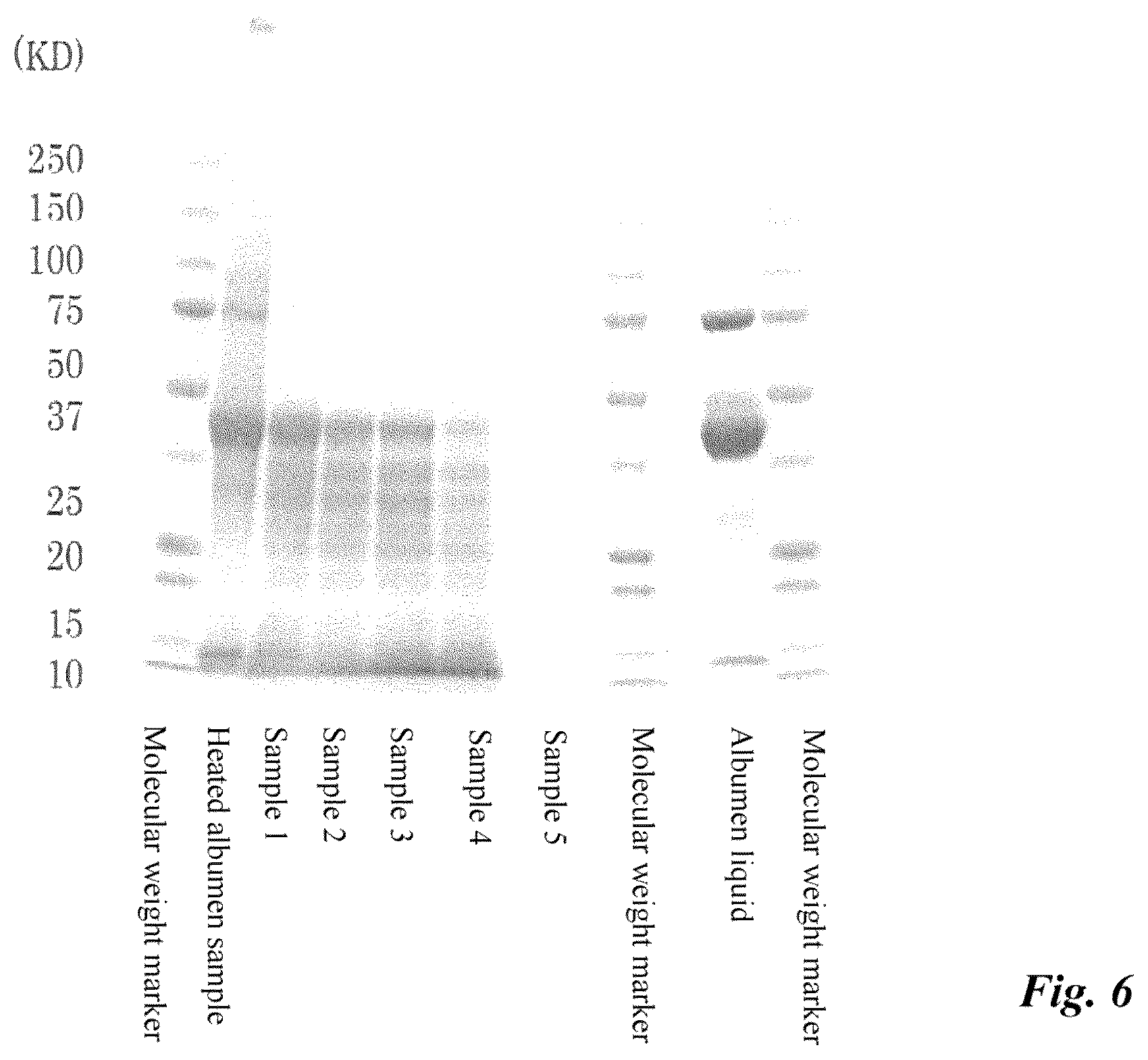 Patent US12599150 Figure 6 – Highly emulsifiable albumen hydrolysate