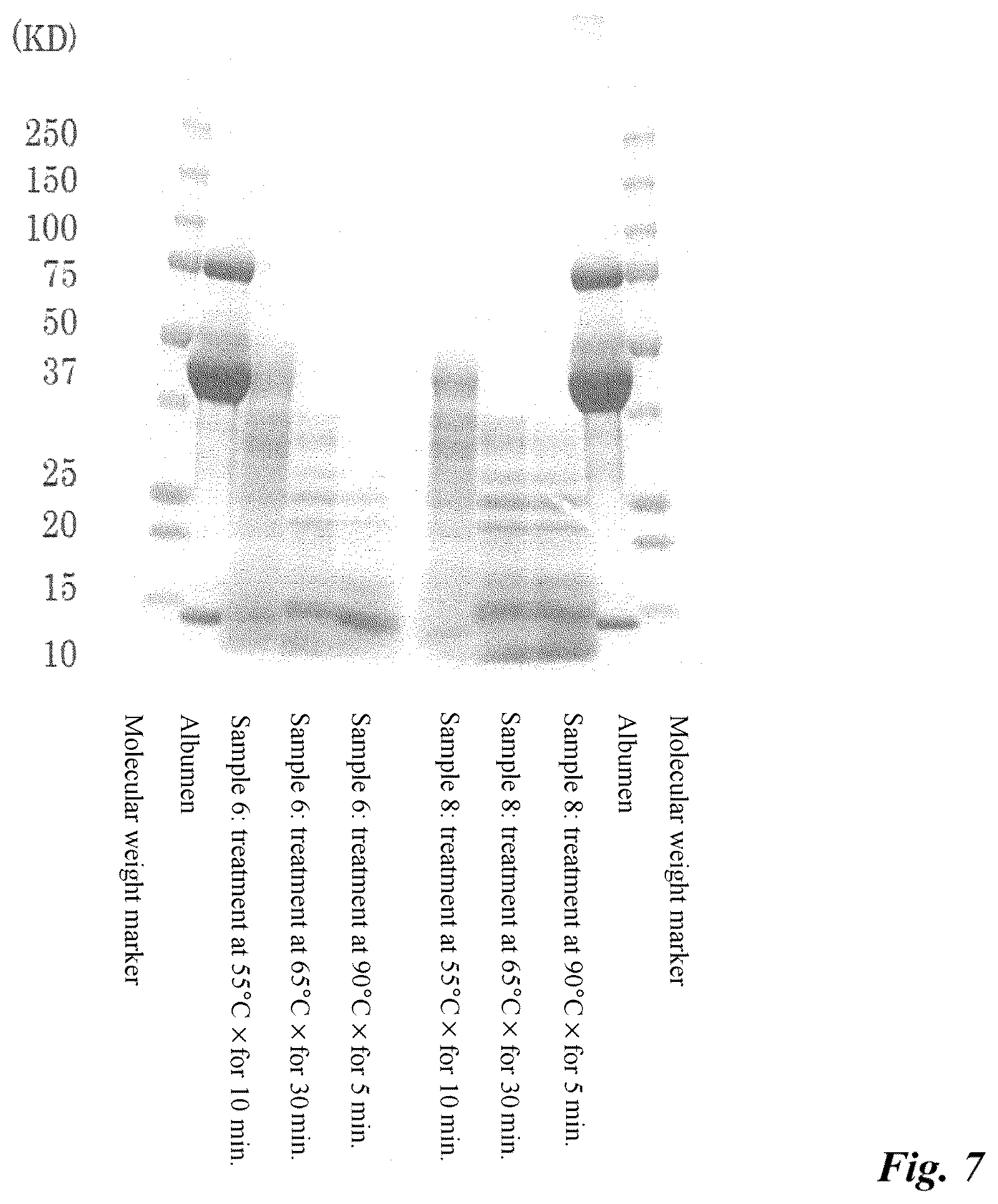 Patent US12599150 Figure 7 – Highly emulsifiable albumen hydrolysate