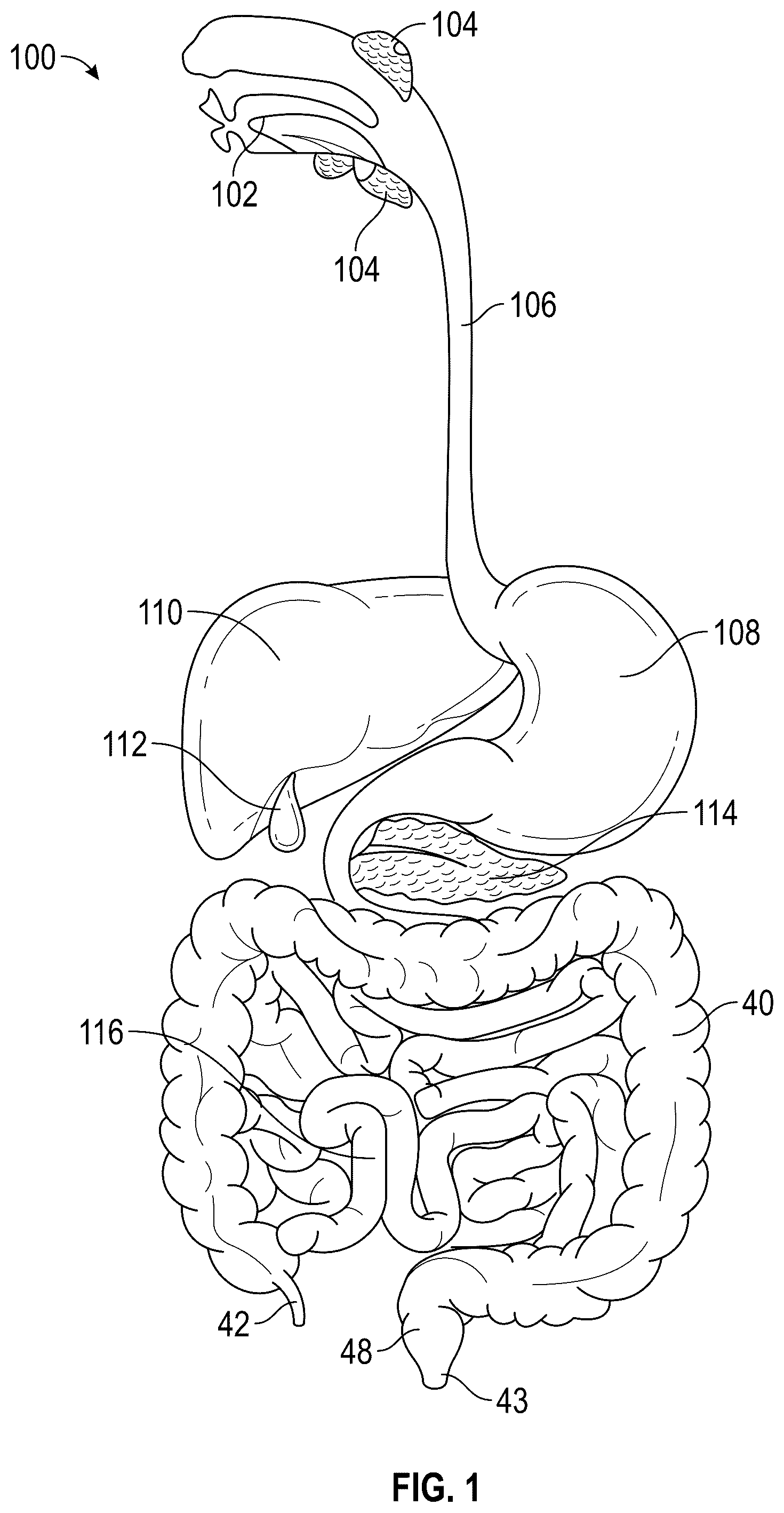Patent US12599285 Figure 1 – Analysis of in-vivo images using connected graph components