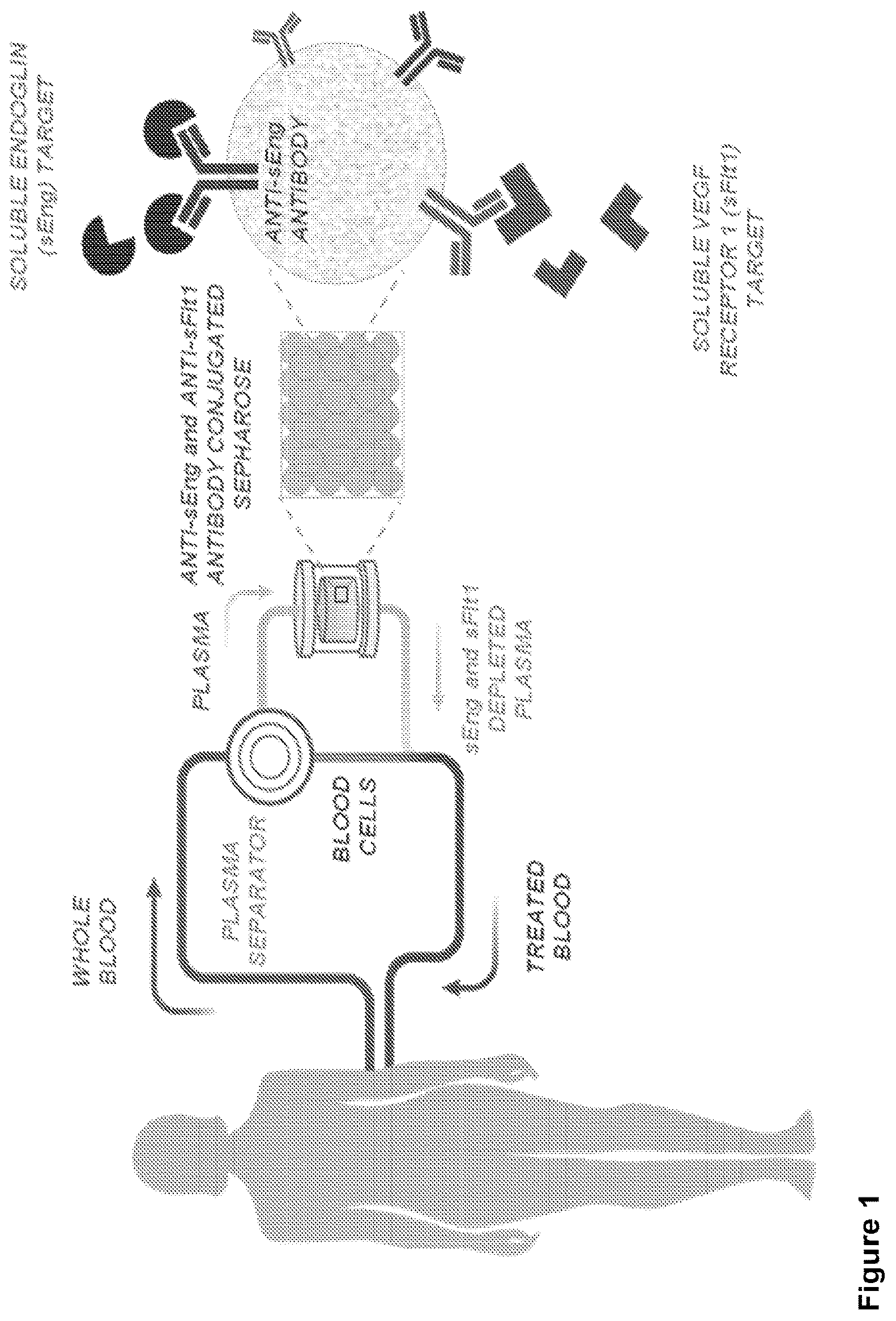 Patent US12599323 Figure 1 – Methods and systems for treating pregnancy-related hypertensive disorders comprising anti-sEng and anti-sFlt-1 antibodies