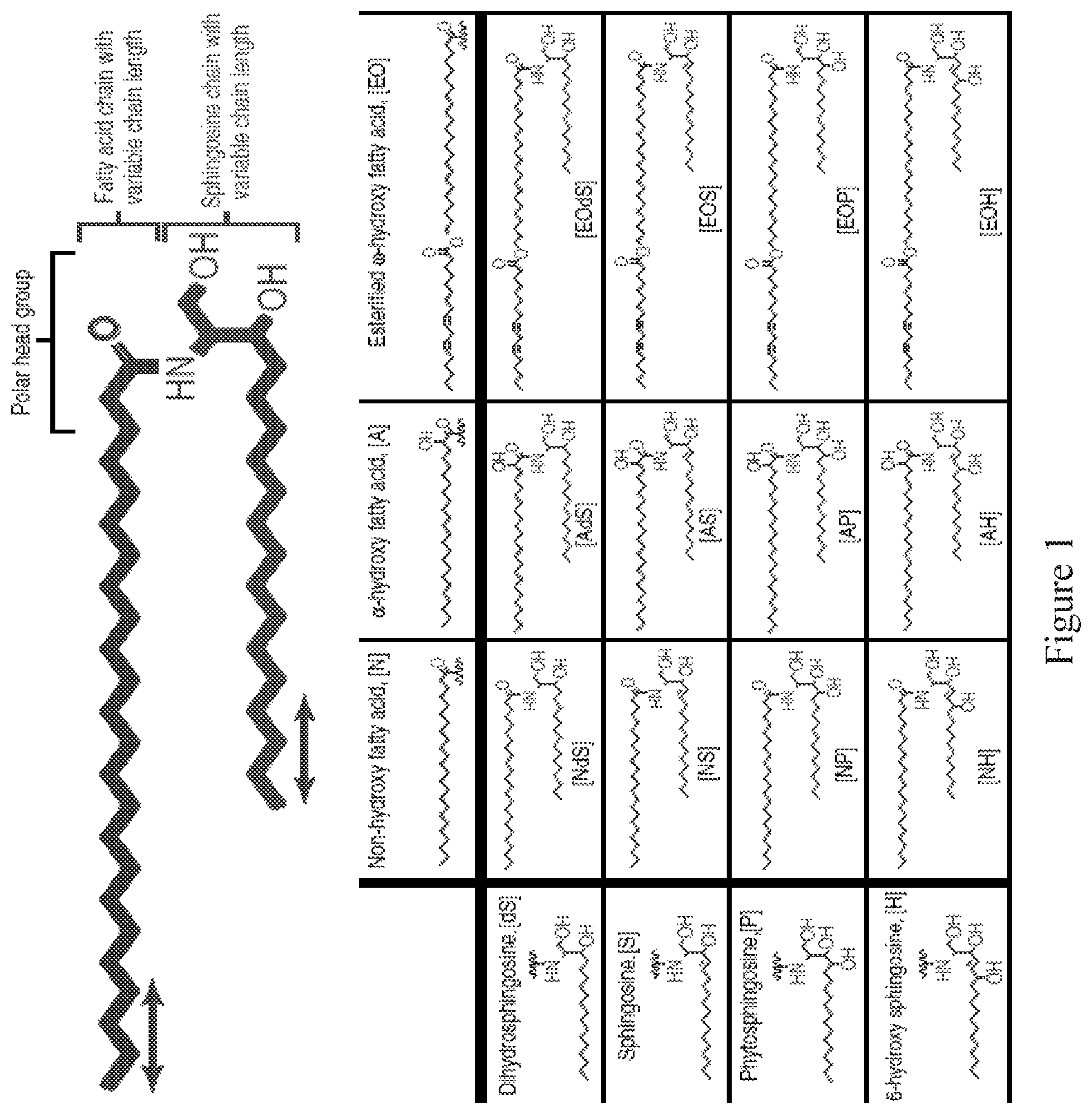 Patent US12599547 Figure 1 – Topical compositions optimised for epidermal lipids and phosphatidyl gycerol