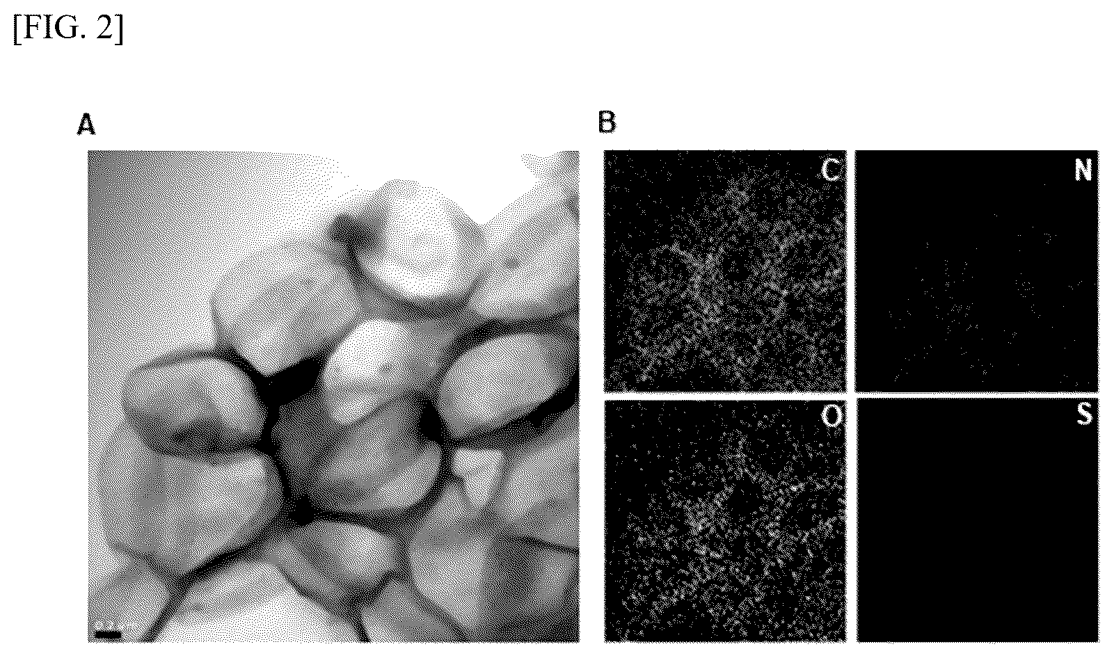 Patent US12599571 Figure 2 – Method for preparing polydopamine nanomotor using urease, and use of same