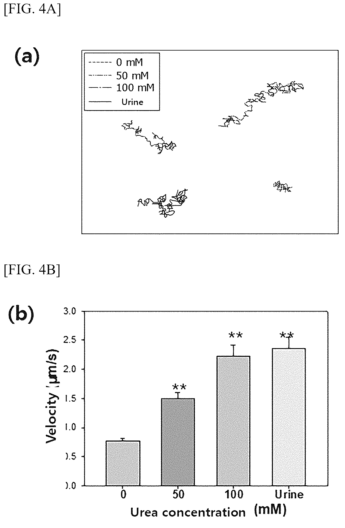 Patent US12599571 Figure 5 – Method for preparing polydopamine nanomotor using urease, and use of same