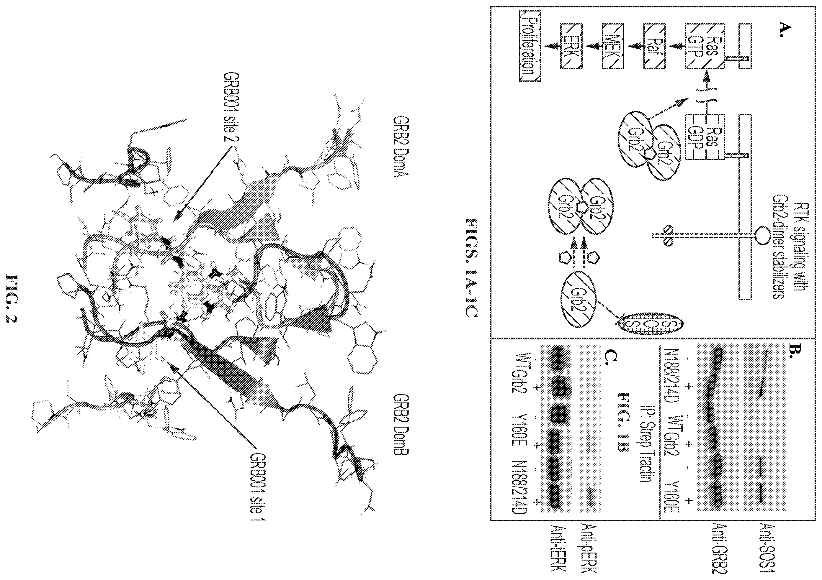 Patent US12599583 — Small molecule GRB2 stabilizers for Ras map kinase inhibition — Figure 1