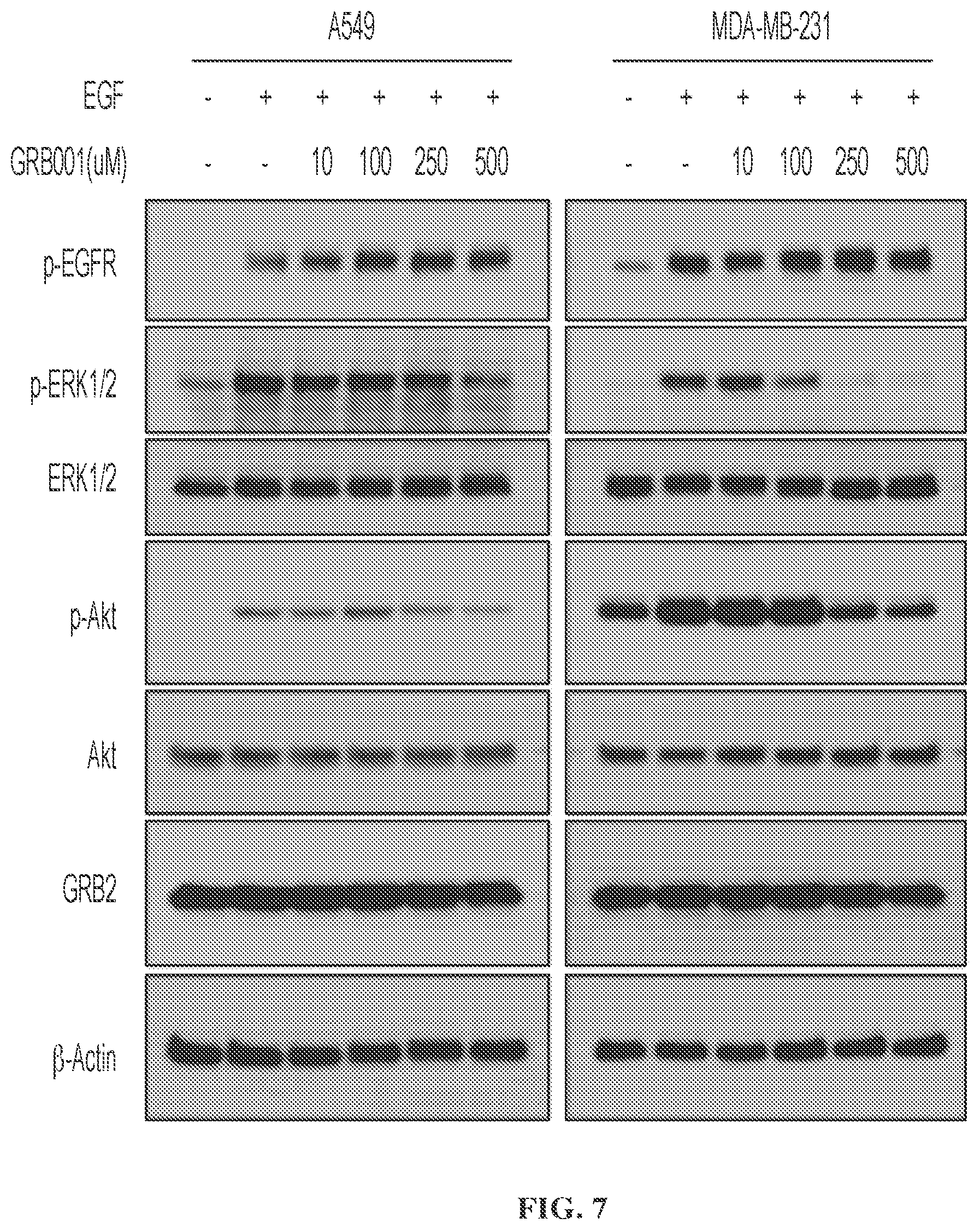 Patent US12599583 Figure 5 – Small molecule GRB2 stabilizers for Ras map kinase inhibition