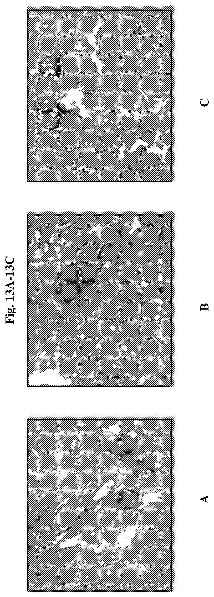 Patent US12599584 Figure 13 – Indoline derivatives, compositions comprising them and uses thereof