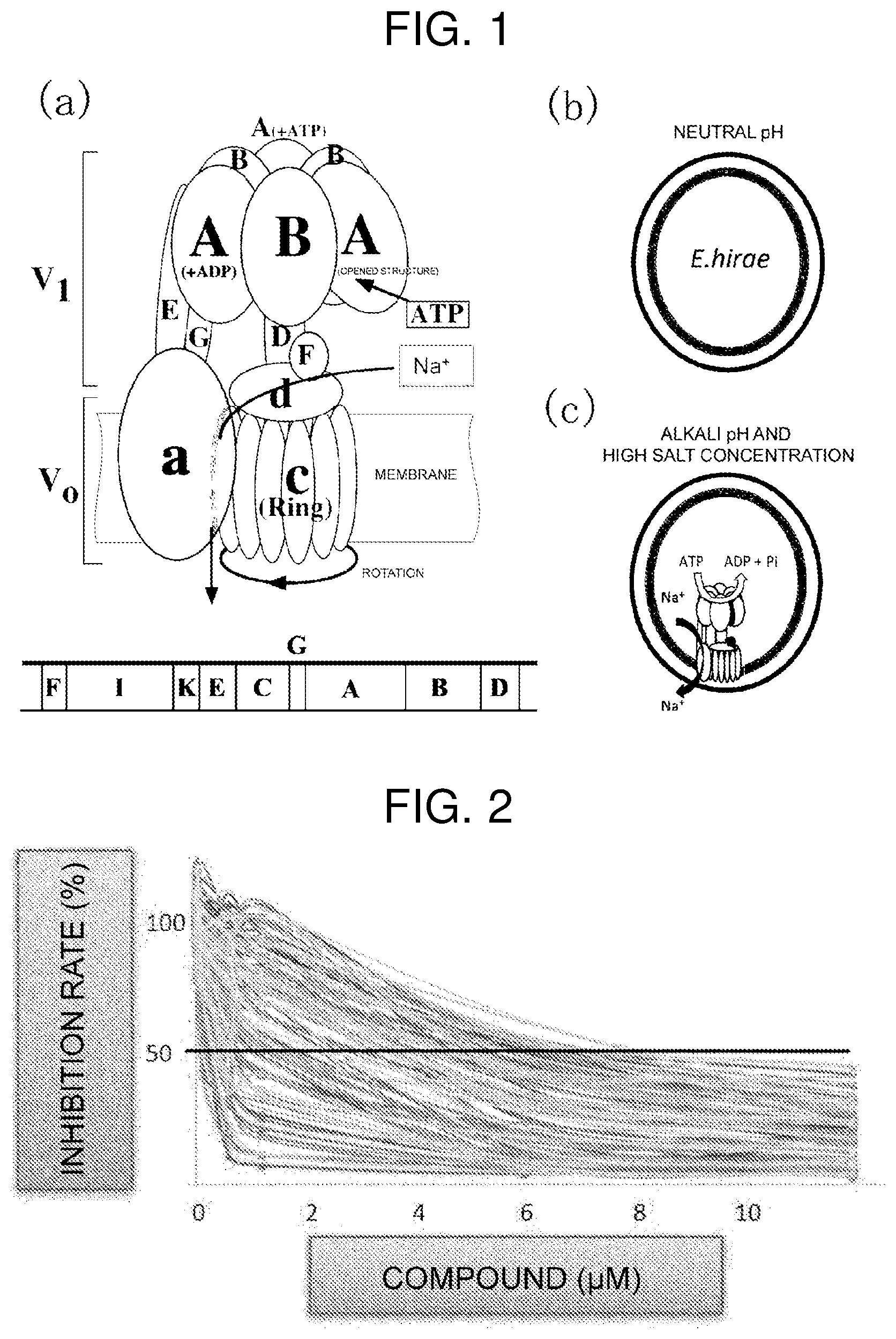 Patent US12599588 — Inhibitor for V-ATPase activity, antibacterial agent, medicine, antibacterial method and screening method — Figure 1