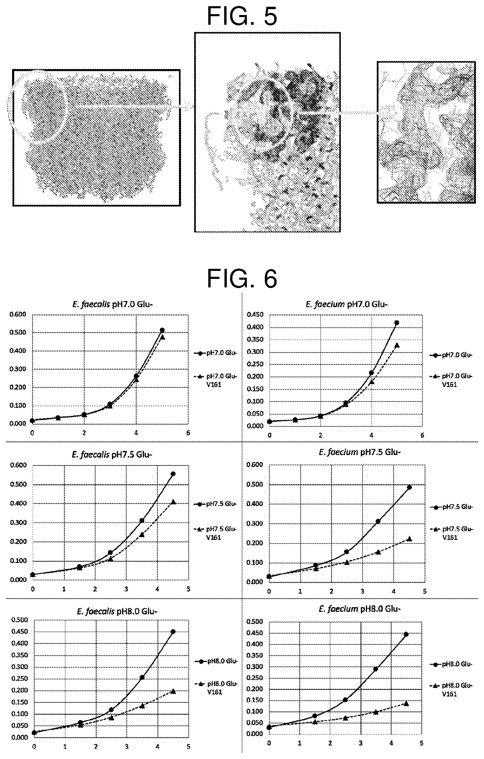 Patent US12599588 Figure 4 – Inhibitor for V-ATPase activity, antibacterial agent, medicine, antibacterial method and screening method