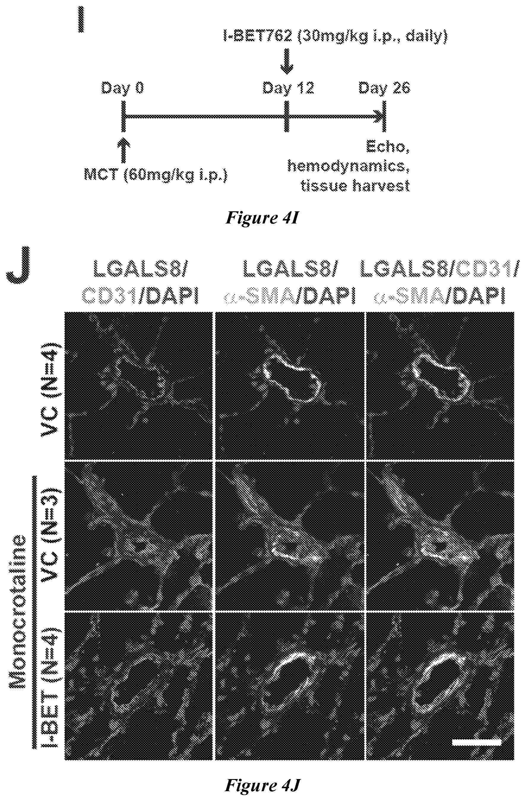 Patent US12599592 Figure 12 – Therapeutic small molecules for treatment of pulmonary hypertension
