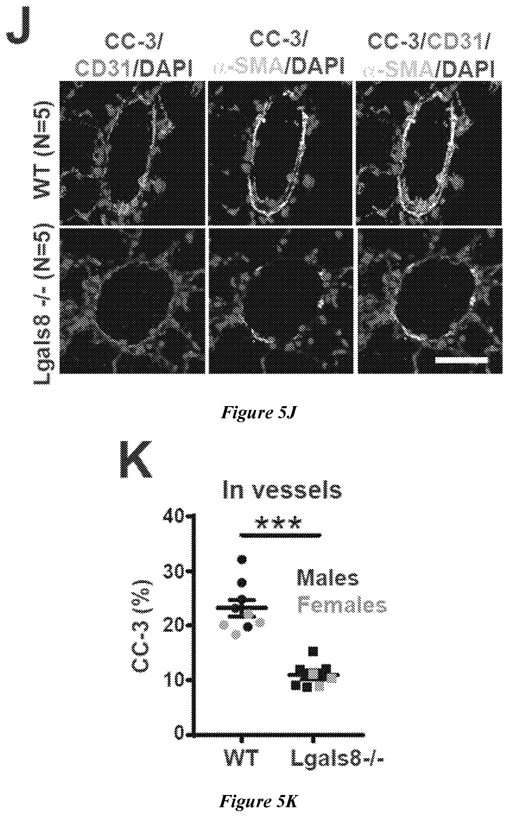 Patent US12599592 Figure 17 – Therapeutic small molecules for treatment of pulmonary hypertension