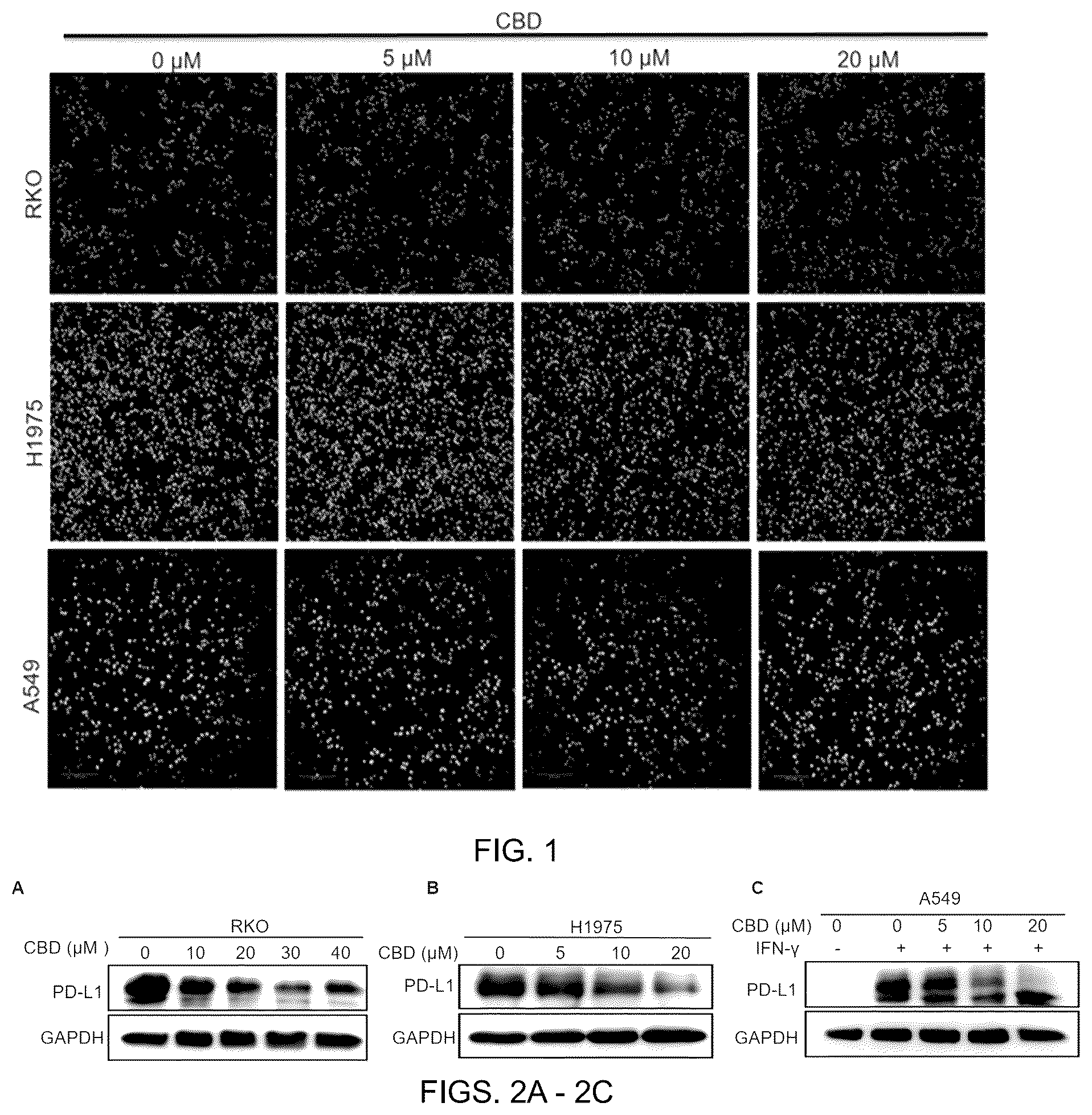 Patent US12599596 — Anti-tumor pharmaceutical composition based on immune checkpoint blockade and use thereof — Figure 1