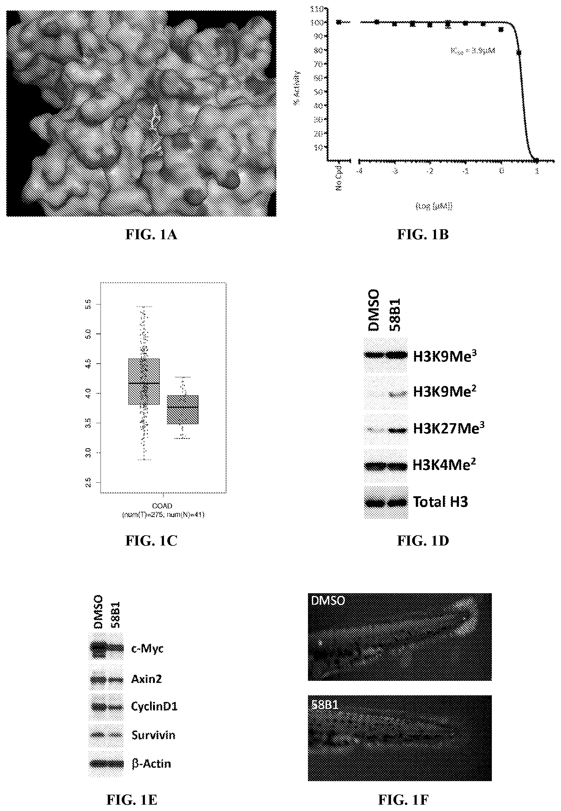 Patent US12599597 Figure 1 – Substituted N-benzhydrylacetamide inhibitors of jumanji domain histone demethylases for the treatment of cancer