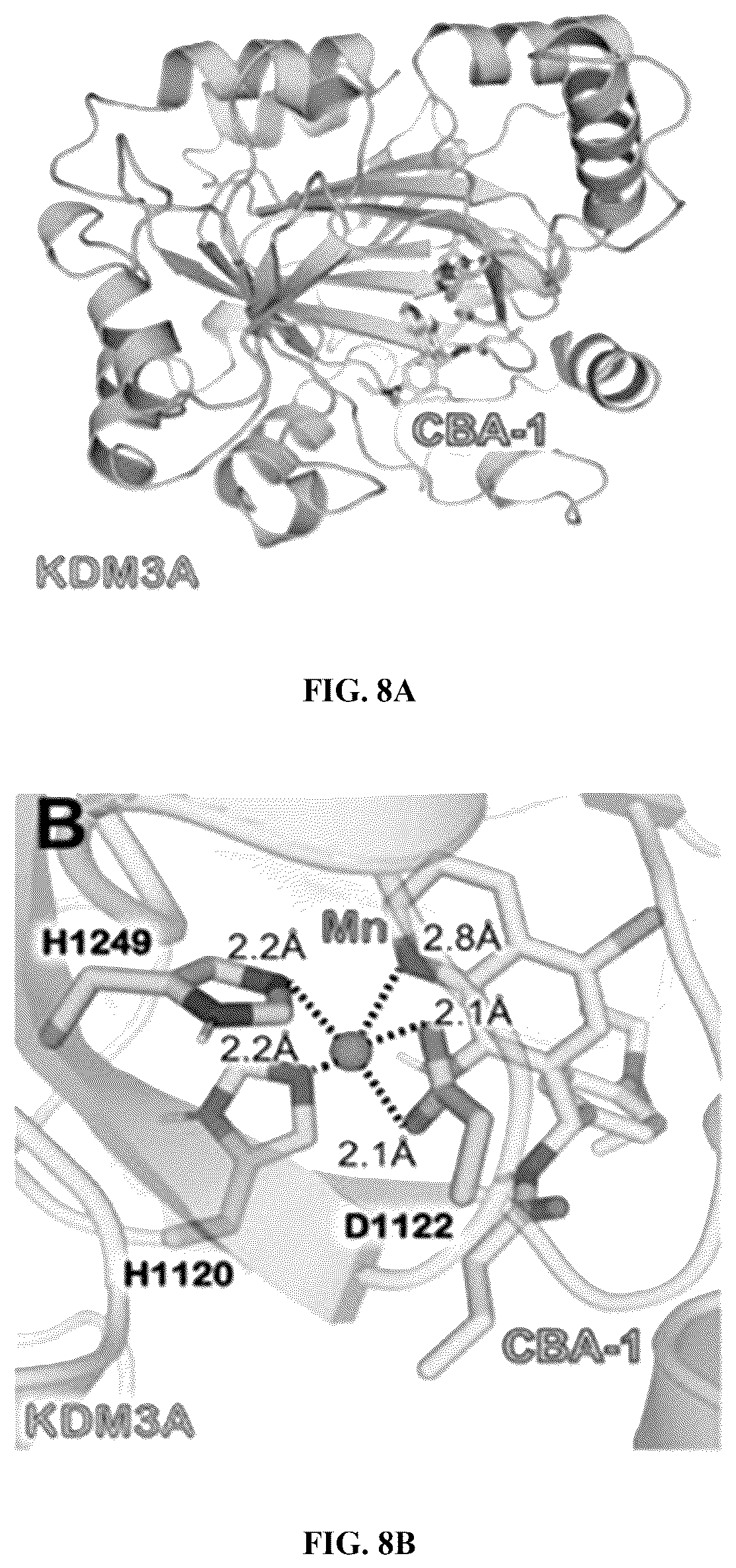 Patent US12599597 Figure 7 – Substituted N-benzhydrylacetamide inhibitors of jumanji domain histone demethylases for the treatment of cancer