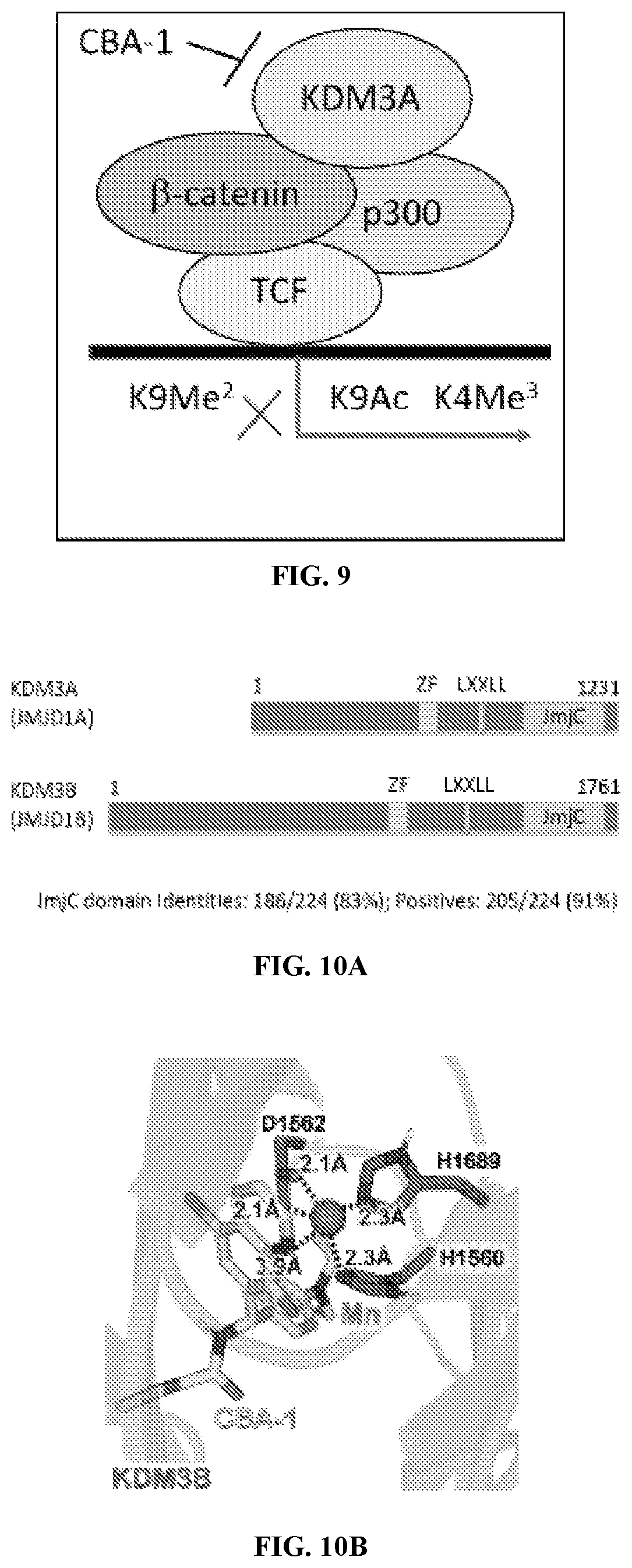 Patent US12599597 Figure 8 – Substituted N-benzhydrylacetamide inhibitors of jumanji domain histone demethylases for the treatment of cancer