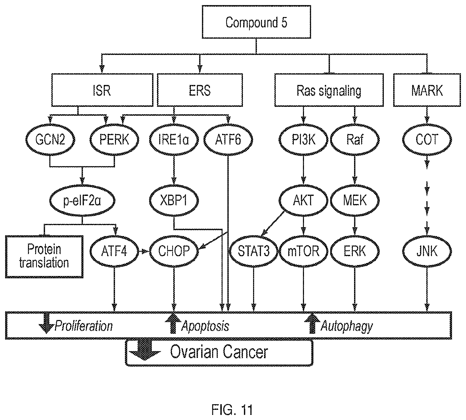 Patent US12599599 Figure 11 – Anti-inflammatory, anti-cancer, and anti-angiogenic compounds, pharmaceutical compositions, and methods of making and using thereof