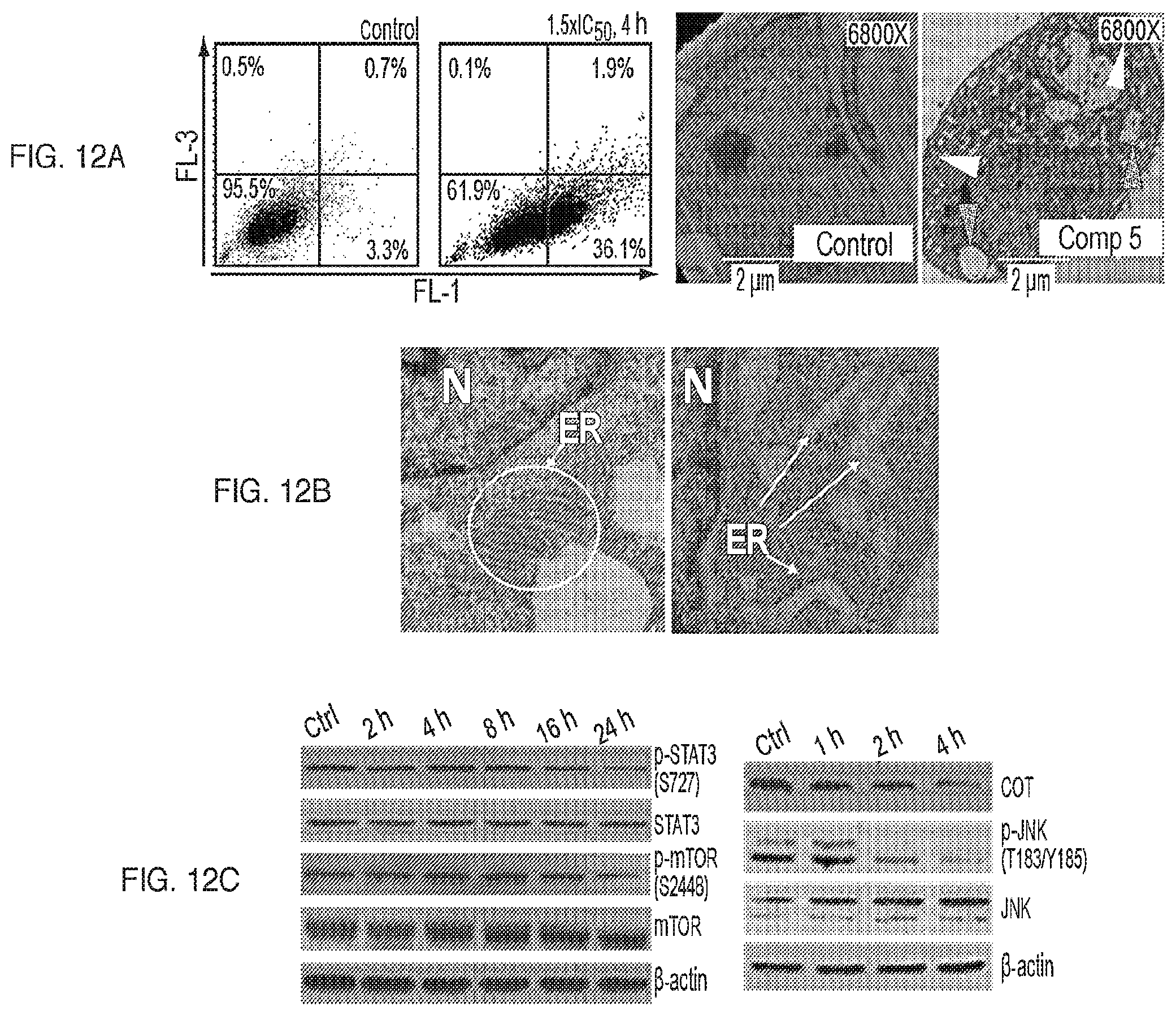 Patent US12599599 Figure 12 – Anti-inflammatory, anti-cancer, and anti-angiogenic compounds, pharmaceutical compositions, and methods of making and using thereof