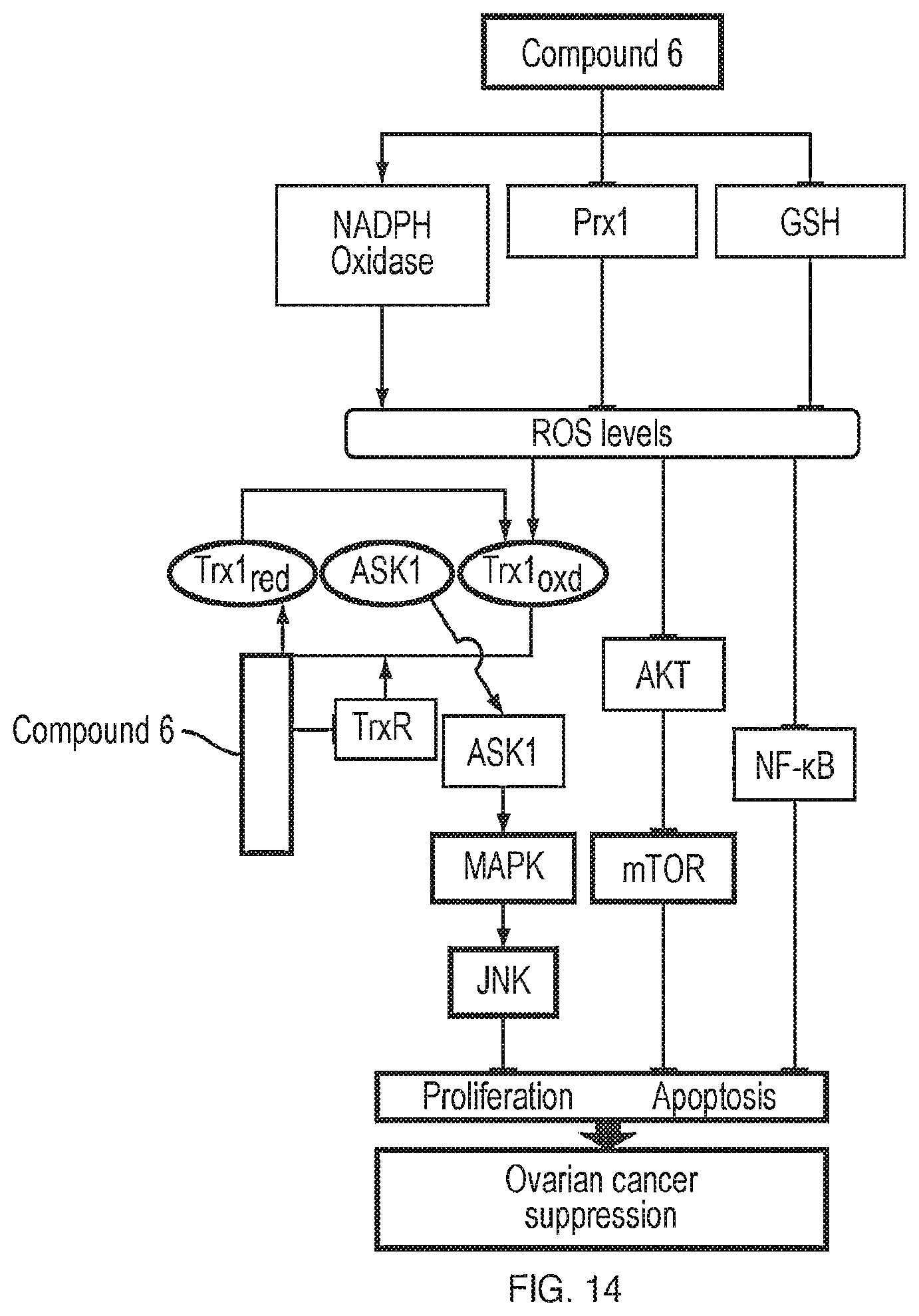 Patent US12599599 Figure 14 – Anti-inflammatory, anti-cancer, and anti-angiogenic compounds, pharmaceutical compositions, and methods of making and using thereof