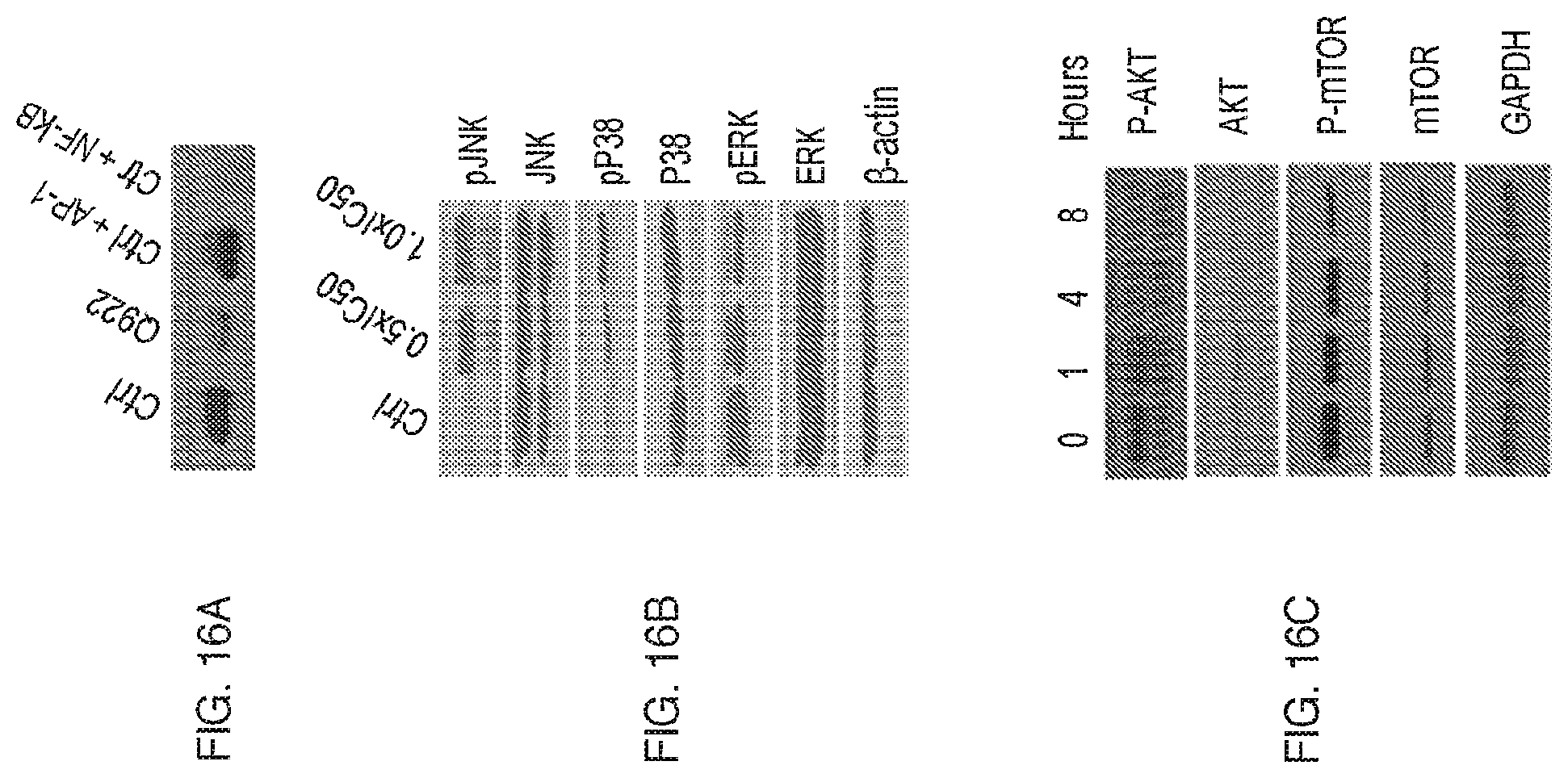 Patent US12599599 Figure 16 – Anti-inflammatory, anti-cancer, and anti-angiogenic compounds, pharmaceutical compositions, and methods of making and using thereof