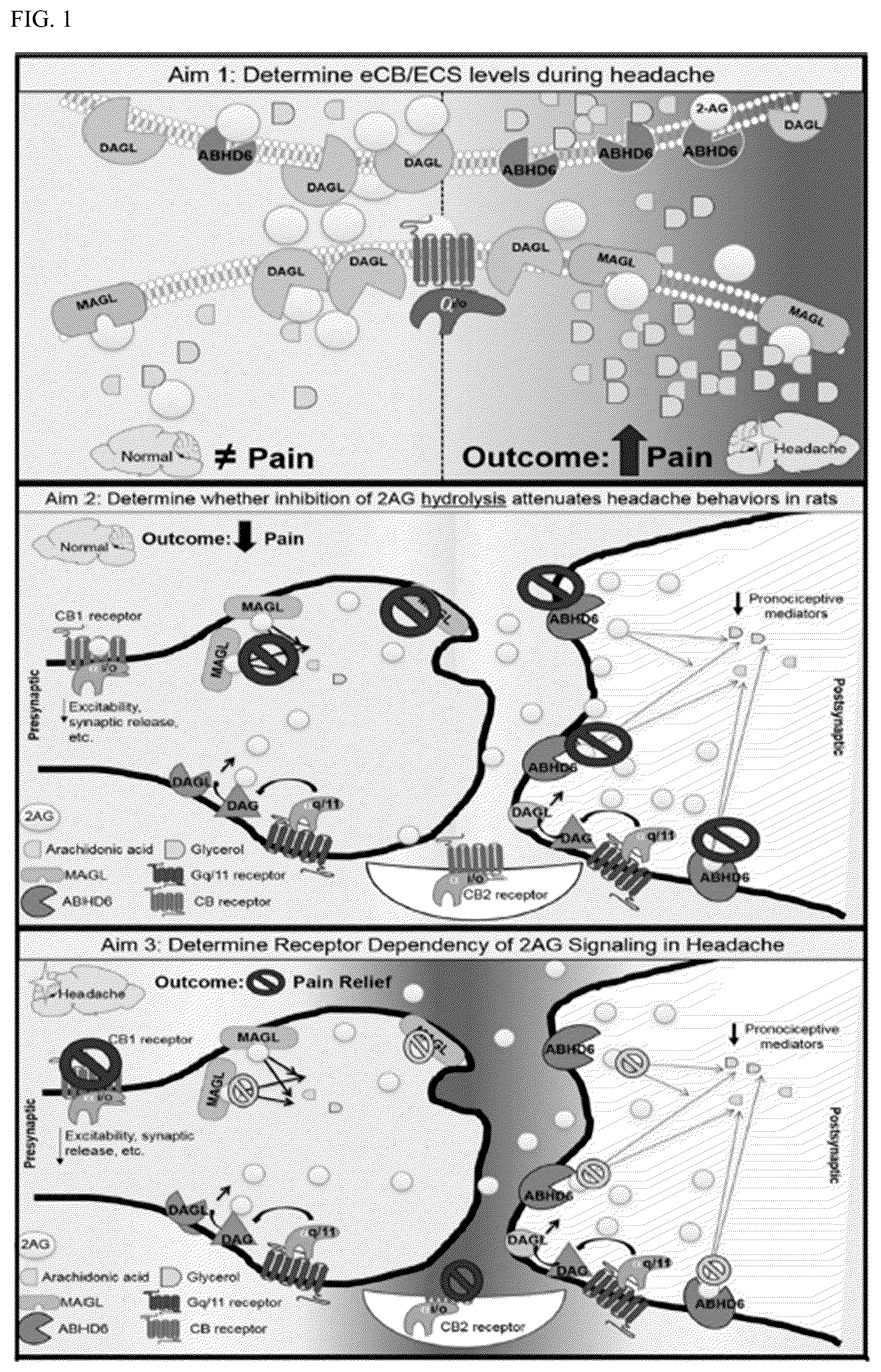 Patent US12599600 Figure 1 – Compositions and methods for preventing and treating headache through enhancing 2-arachydonyl glyerol activity
