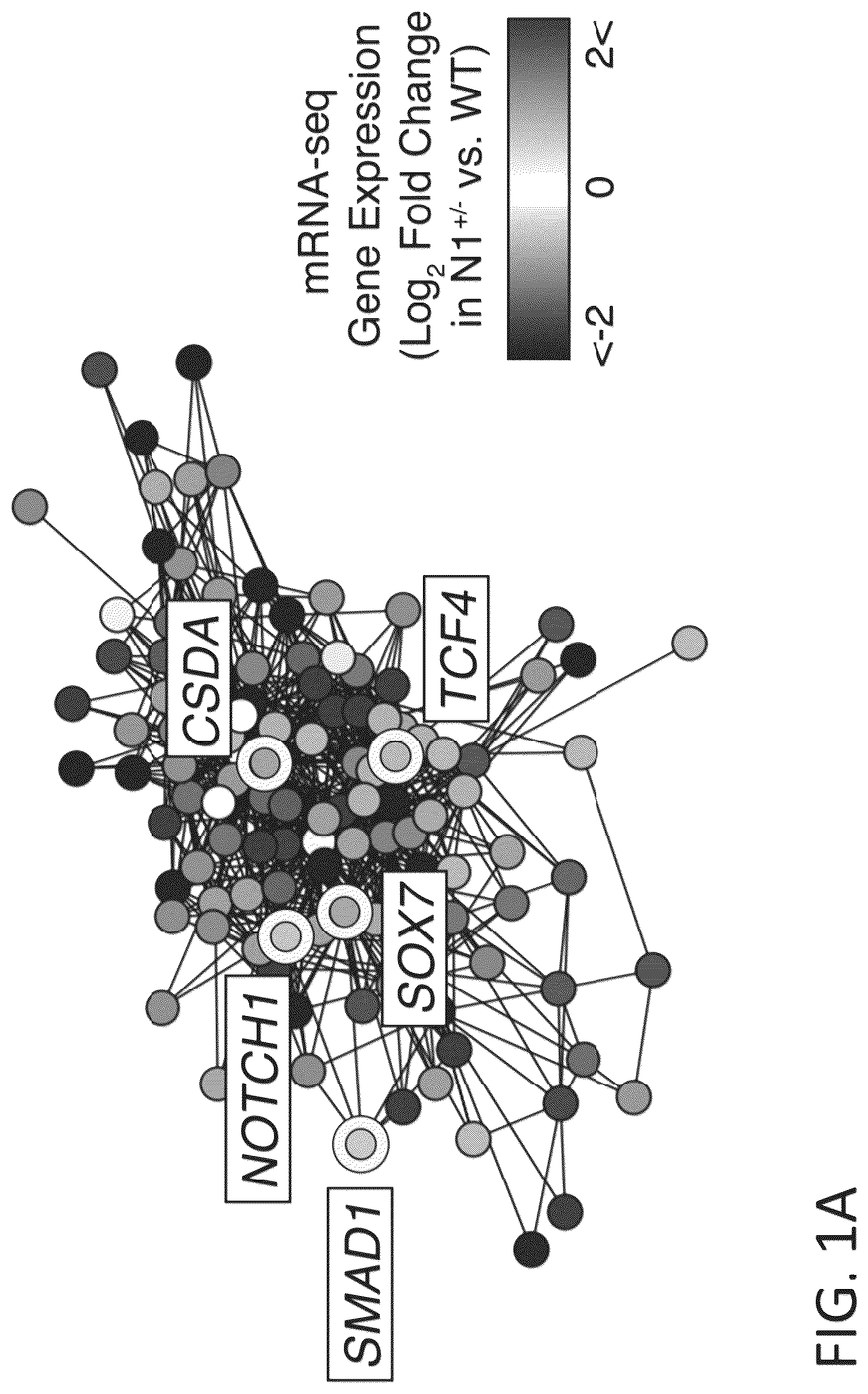 Patent US12599608 Figure 1 – Methods for treating cardiac valve disease