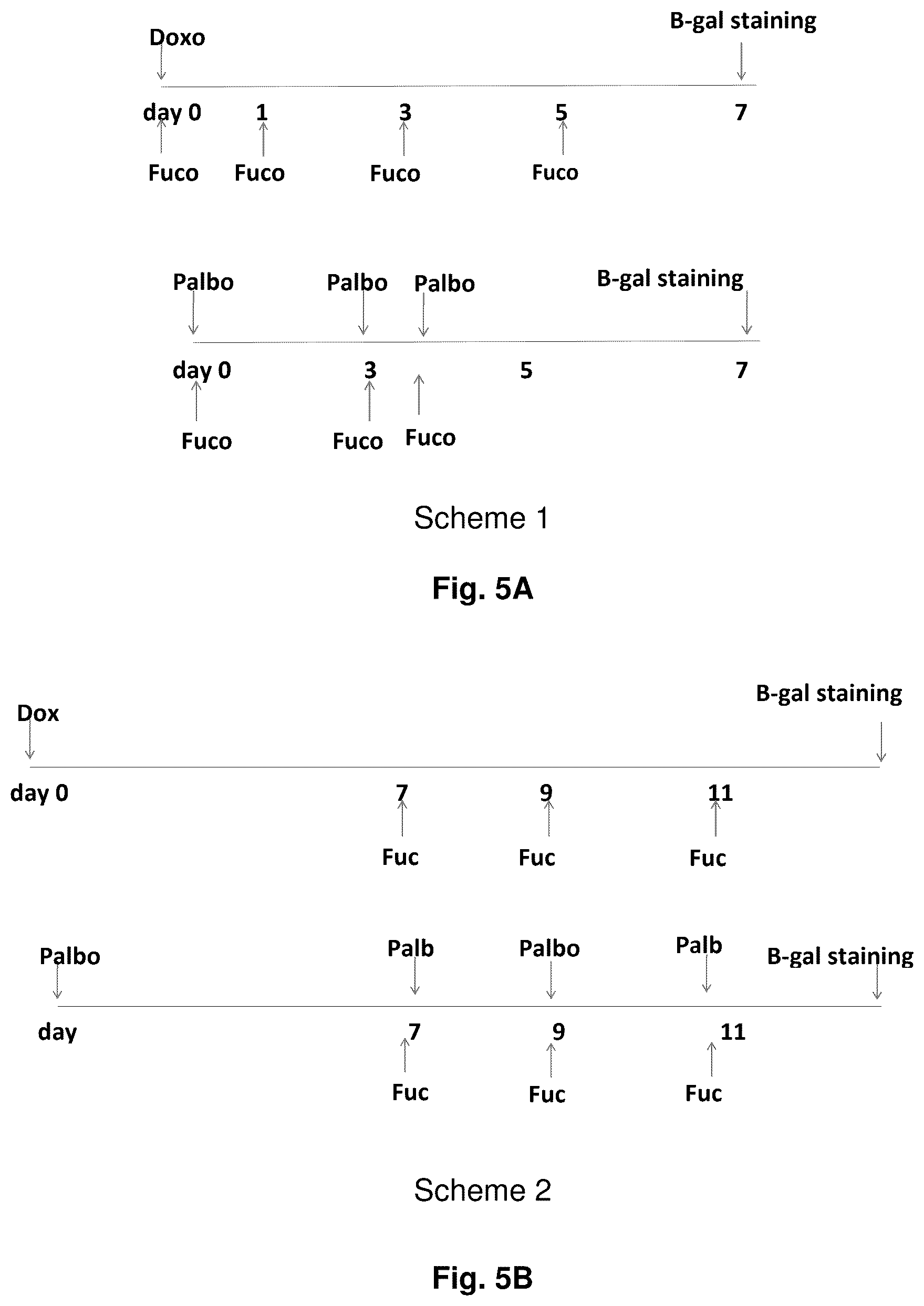 Patent US12599615 Figure 4 – Use of carotenoids in the treatment of senescence-related diseases