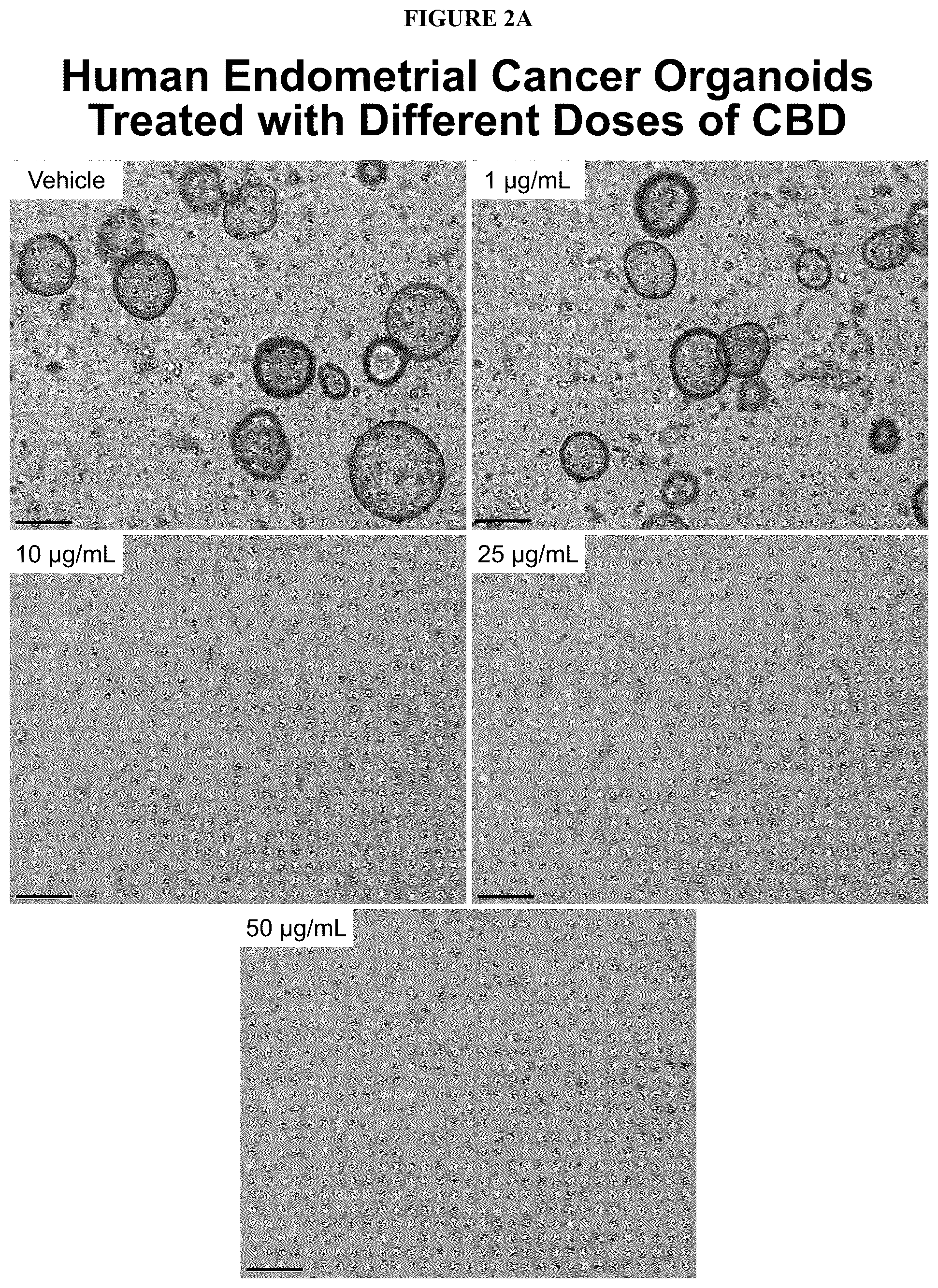 Patent US12599617 Figure 6 – Methods of treating head and neck cancers with hemp extract