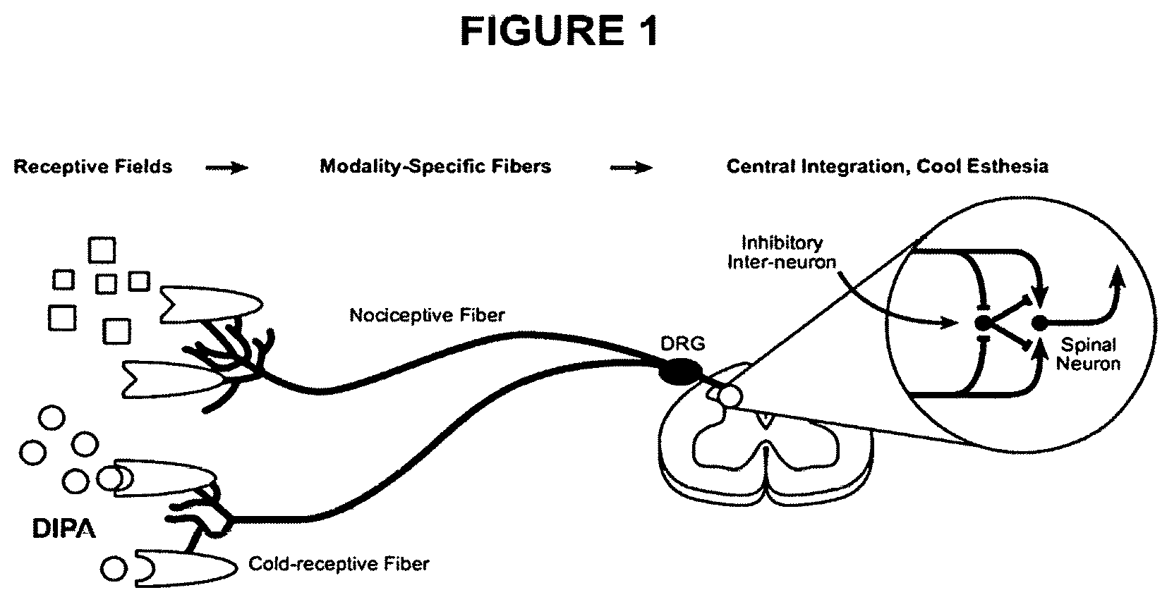 Patent US12599619 Figure 1 – Method of treating blepharitis or conjunctivitis