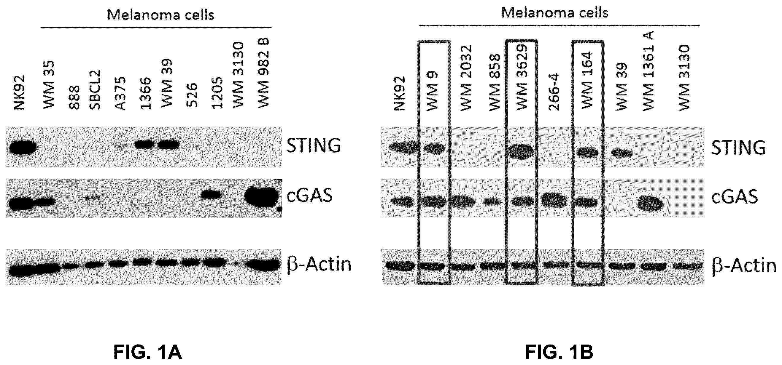 Patent US12599621 Figure 1 – Enhancing anti-tumor response in melanoma cells with defective sting signaling
