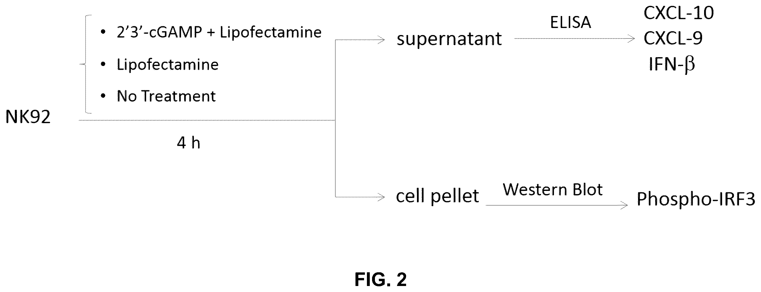 Patent US12599621 Figure 2 – Enhancing anti-tumor response in melanoma cells with defective sting signaling