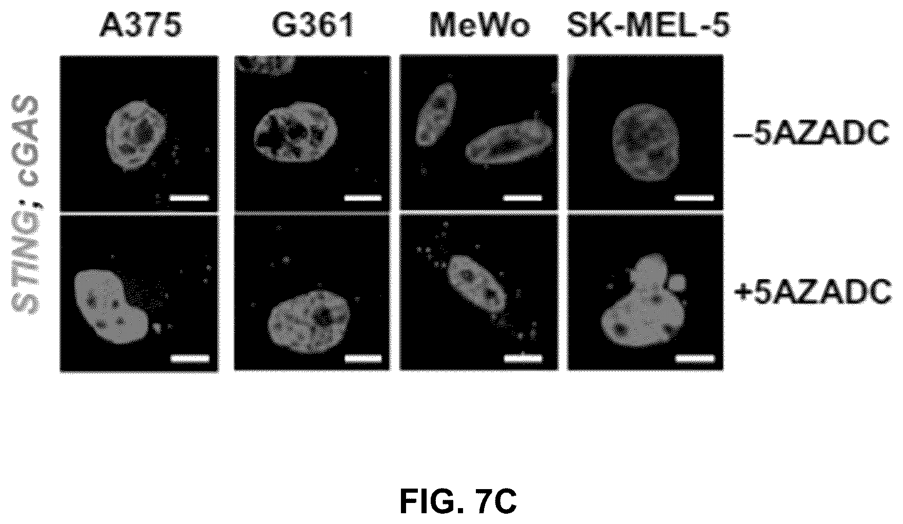 Patent US12599621 Figure 10 – Enhancing anti-tumor response in melanoma cells with defective sting signaling