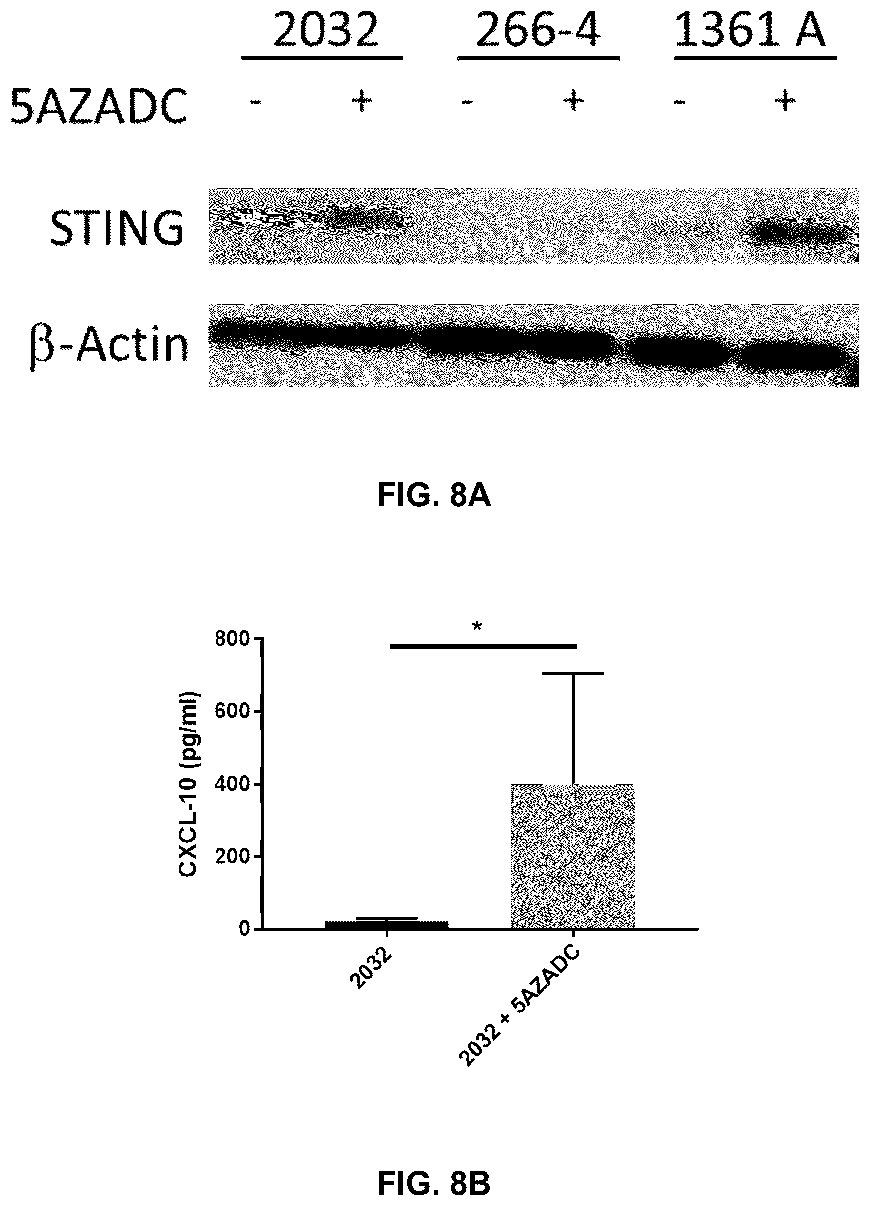 Patent US12599621 Figure 13 – Enhancing anti-tumor response in melanoma cells with defective sting signaling